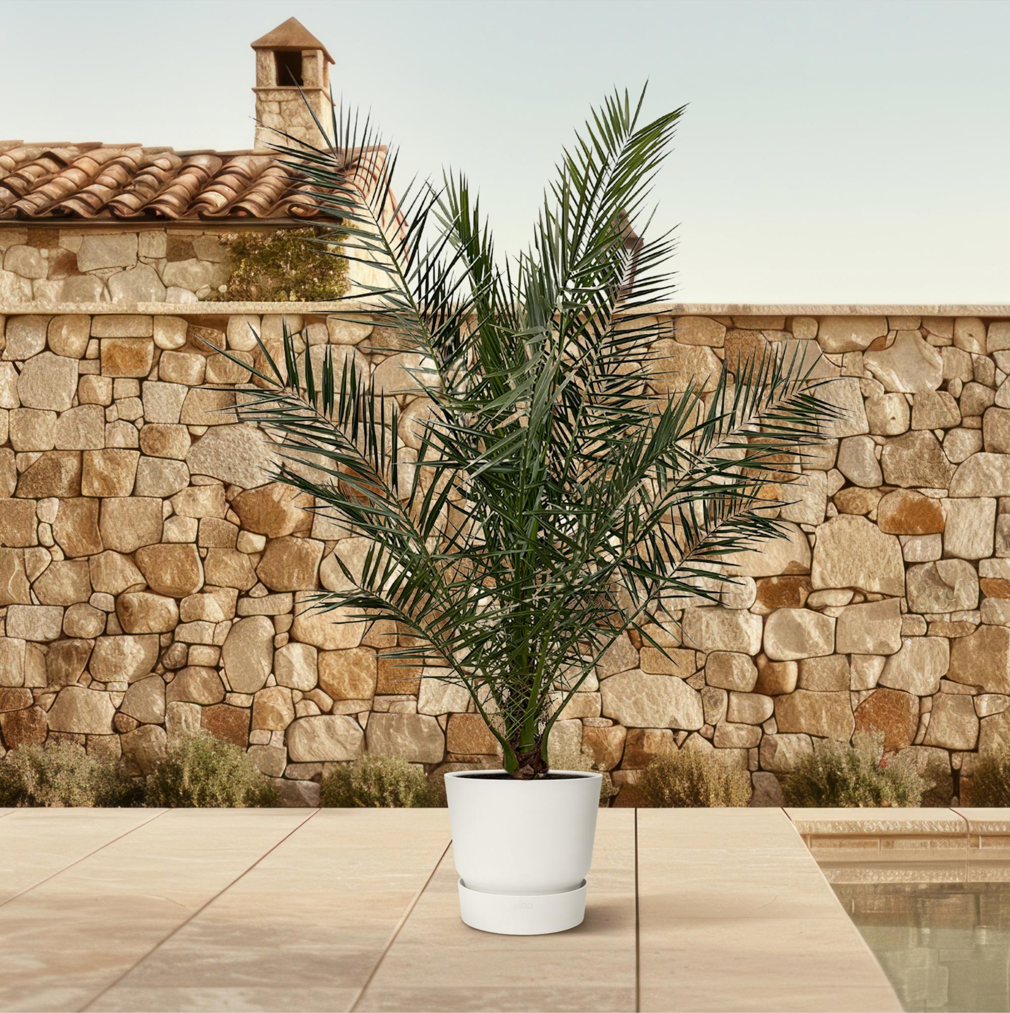 Areca Palme XXL – elegante Zimmer- und Terrassenpflanze am Pool mit Mittelmeer-Atmosphäre
