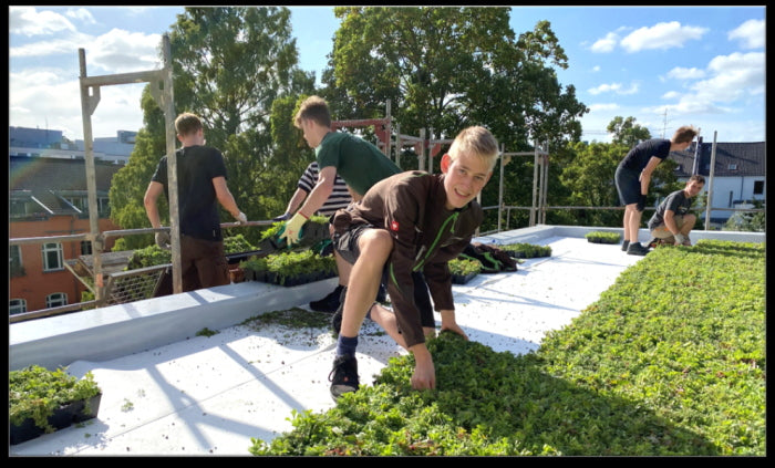 Plantile Dachbegrünung BioTop 16 Sedum-Sorten-Mix