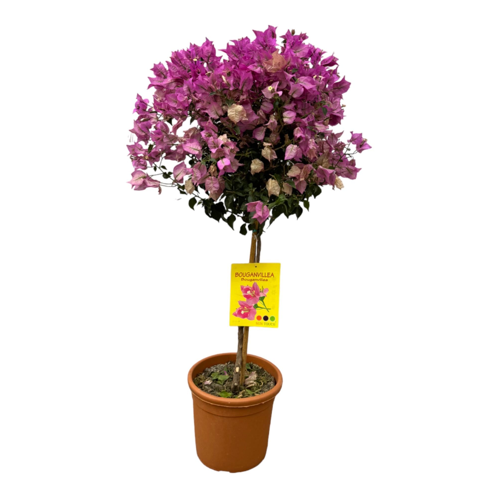 Bougainvillea Hochstamm - 110 cm - Ø21cm
