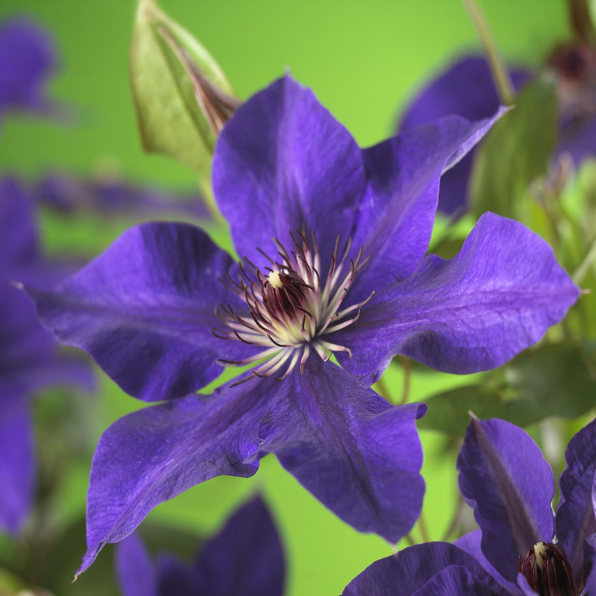 Kletterpflanze - Clematis The President - Blüte Rosa - Wenig Pflege - 2 Pflanzen - Topf 11cm Höhe 40cm