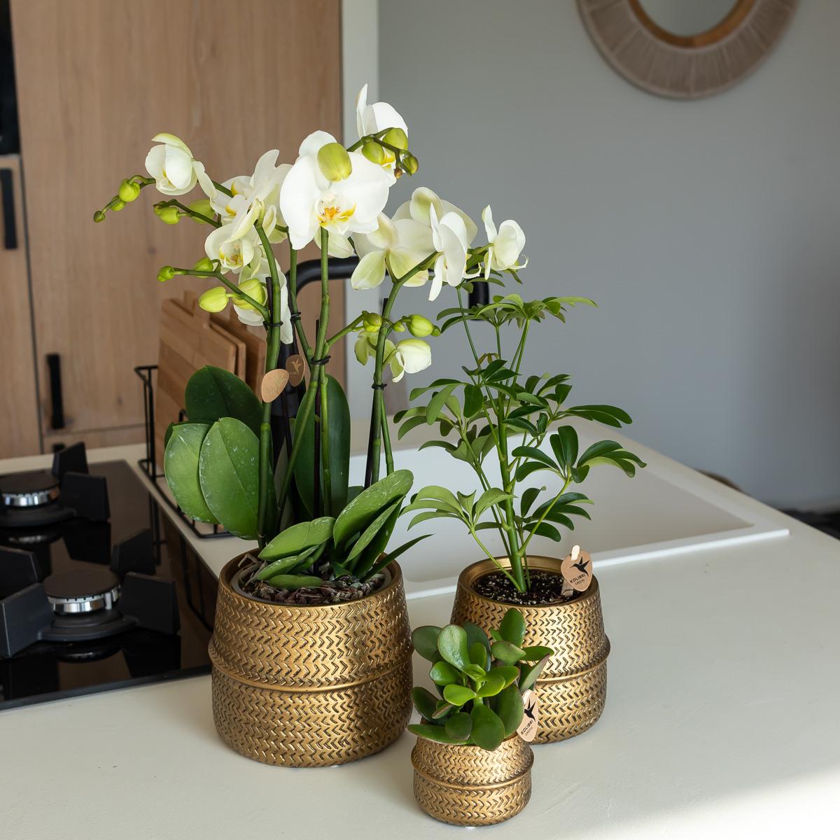 Groove Blumentopf - Goldener Keramik-Topf - Topfgröße - Ø6cm