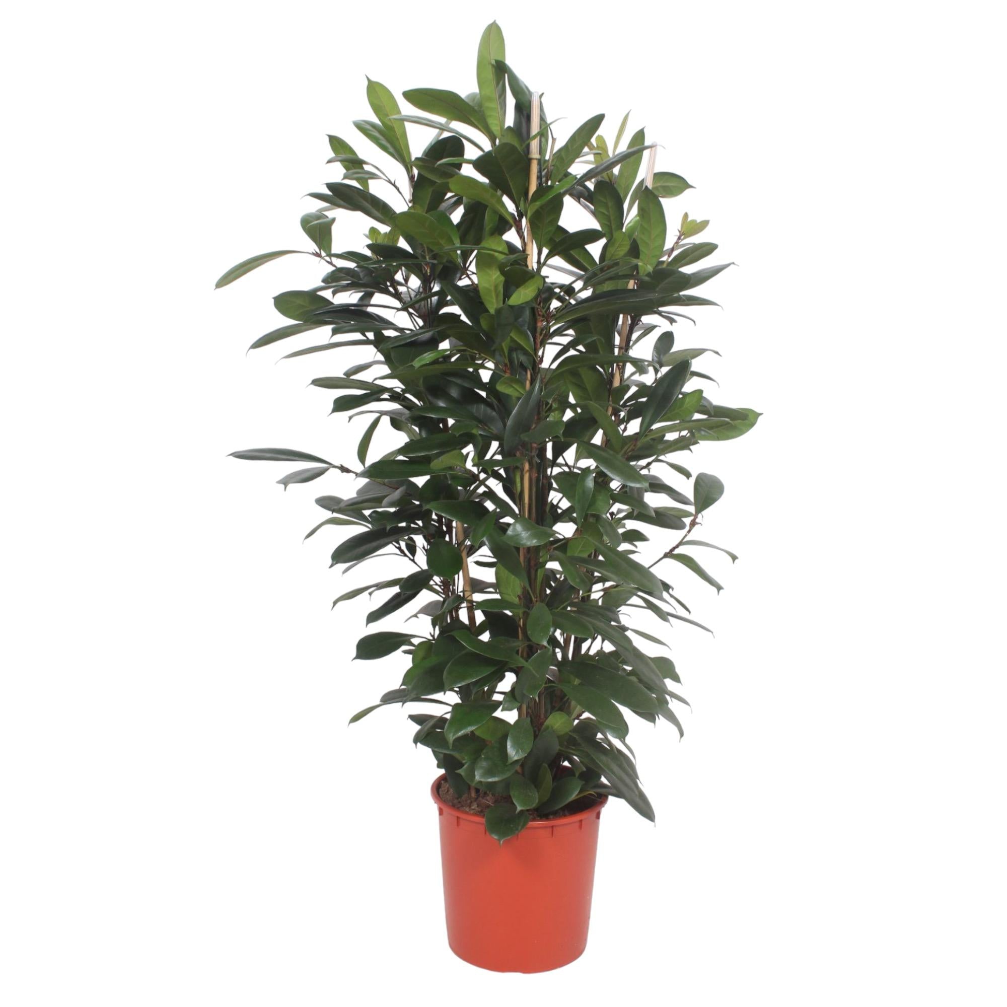 Ficus Cyathistipula 140 - 180cm – Pflegeleichte Zimmerpflanze mit Stil