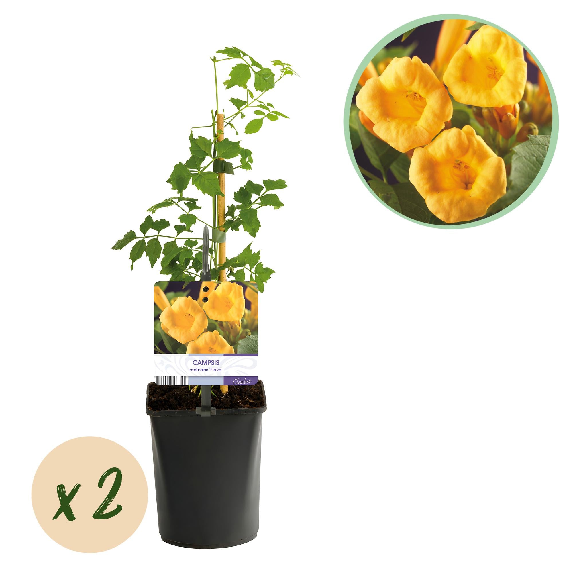 Trompetenblume - Campsis radicans Flava - Blüte Gelb - Wenig Pflege - 2 Pflanzen - Topf 11cm Höhe 40cm
