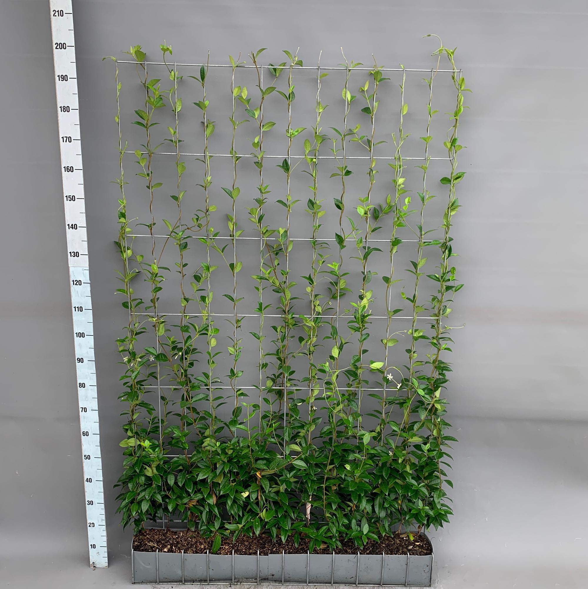 Trachelospermum - Sternjasmin - Fertighecke - 120 x 180 cm