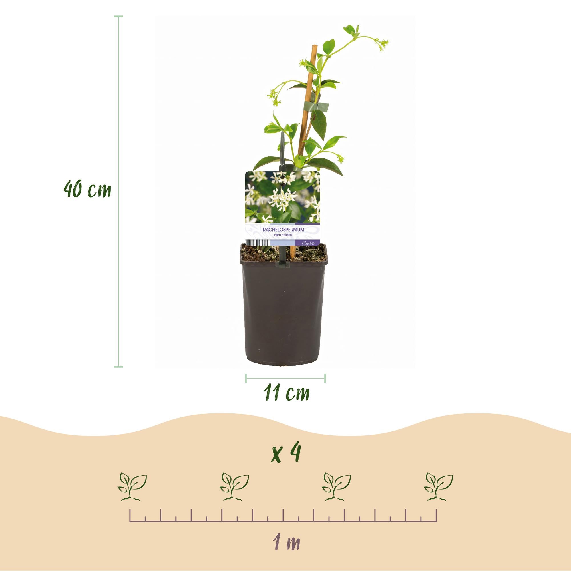Toskanischer Jasmin - Trachelospermum jasminoides - Blüte Weiß - Immergrün - 2 Pflanzen - Topf 11cm Höhe 40cm