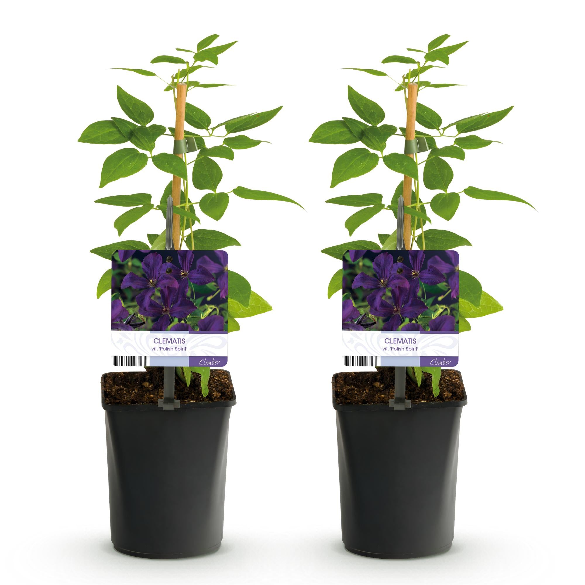 Kletterpflanze - Clematis vit. Polish Spirit - Blüte Rosa - Wenig Pflege - 2 Pflanzen - Topf 11cm Höhe 40cm