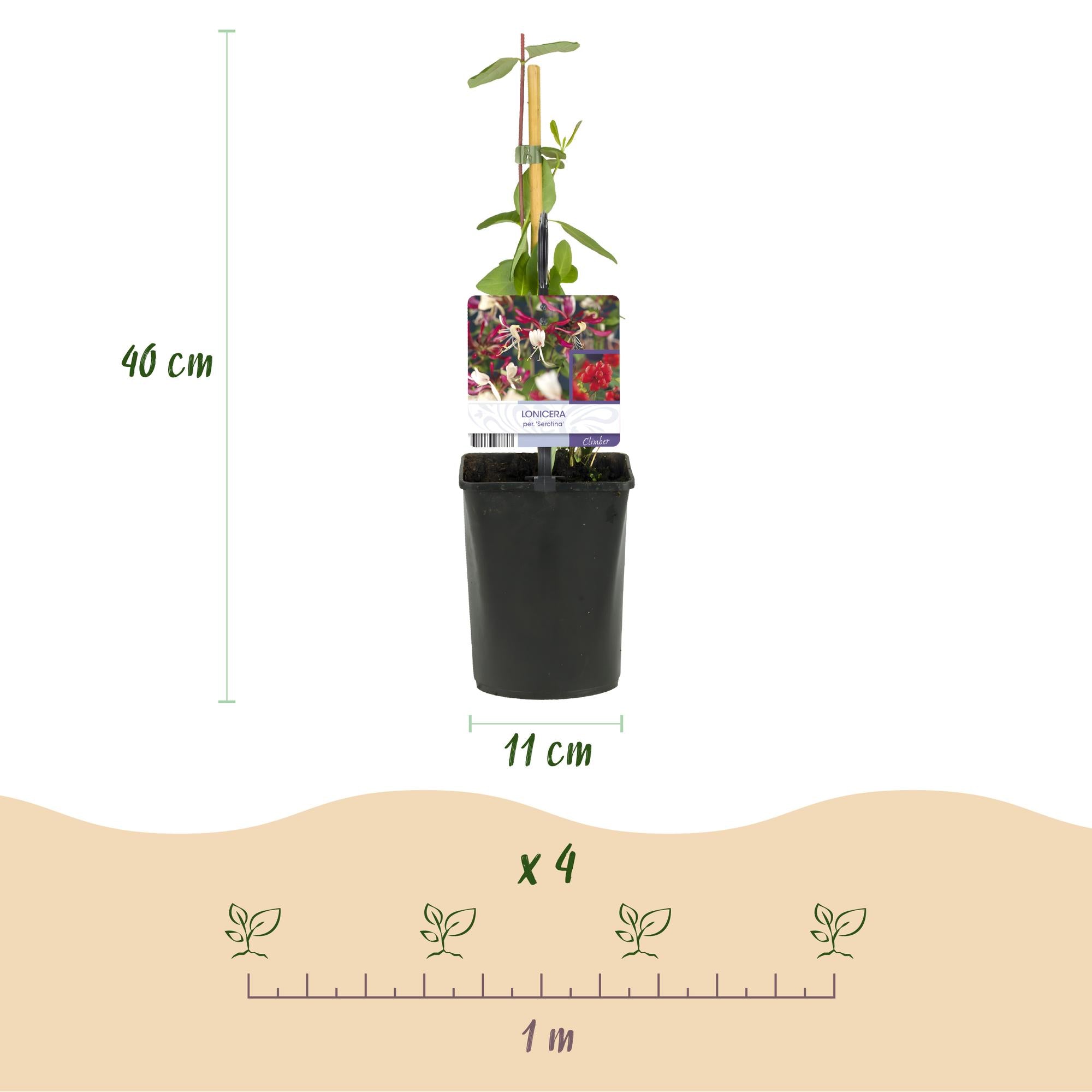 Geißblatt - Lonicera Serotina - Blüte Rosa mit Weiß - Wenig Pflege - 2 Pflanzen - Topf 11cm Höhe 40cm