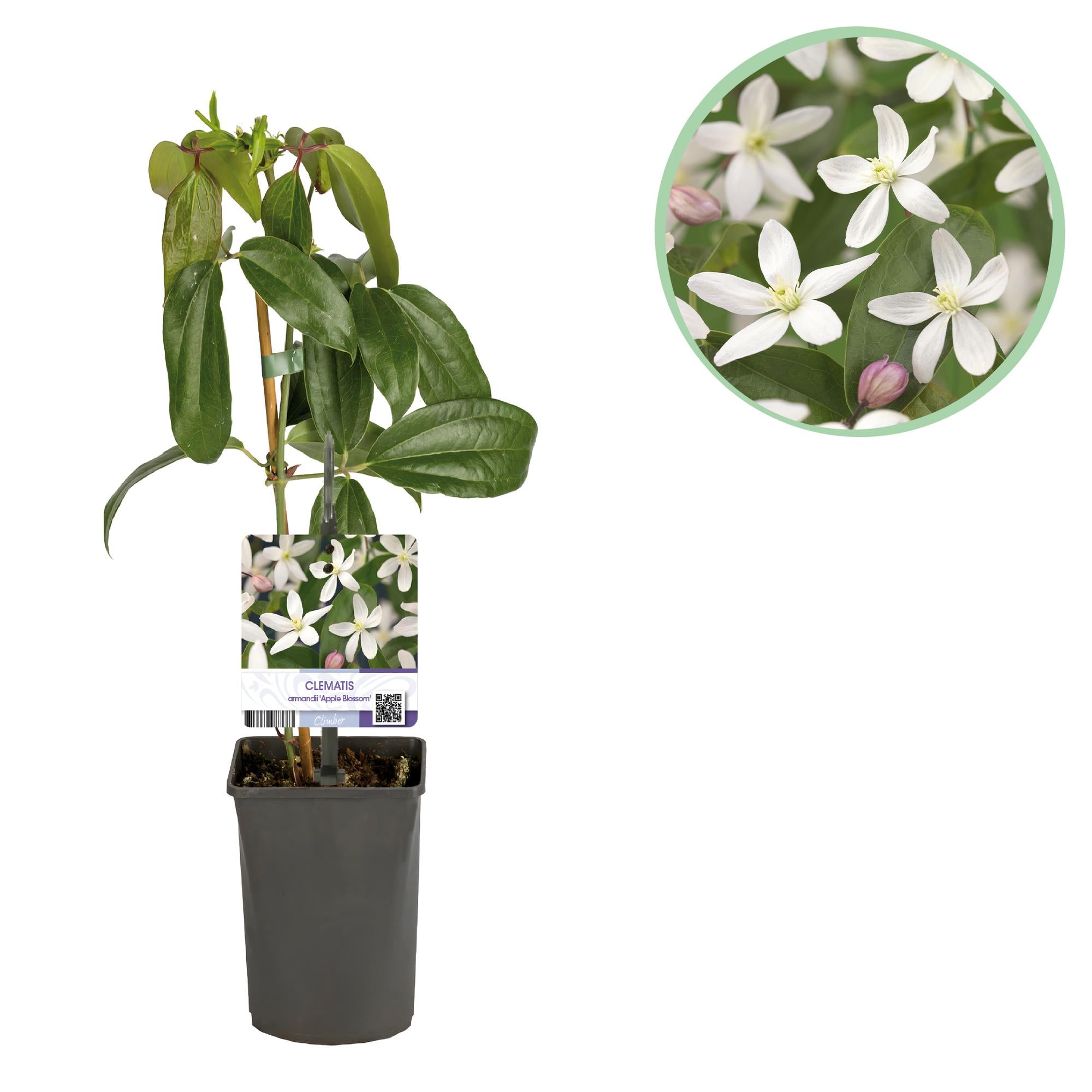 Kletterpflanze - Clematis armandii Apple Blossom - Blüte Rosa - Immergrün - Wenig Pflege - 1 Pflanze Topf 11cm Höhe 40cm