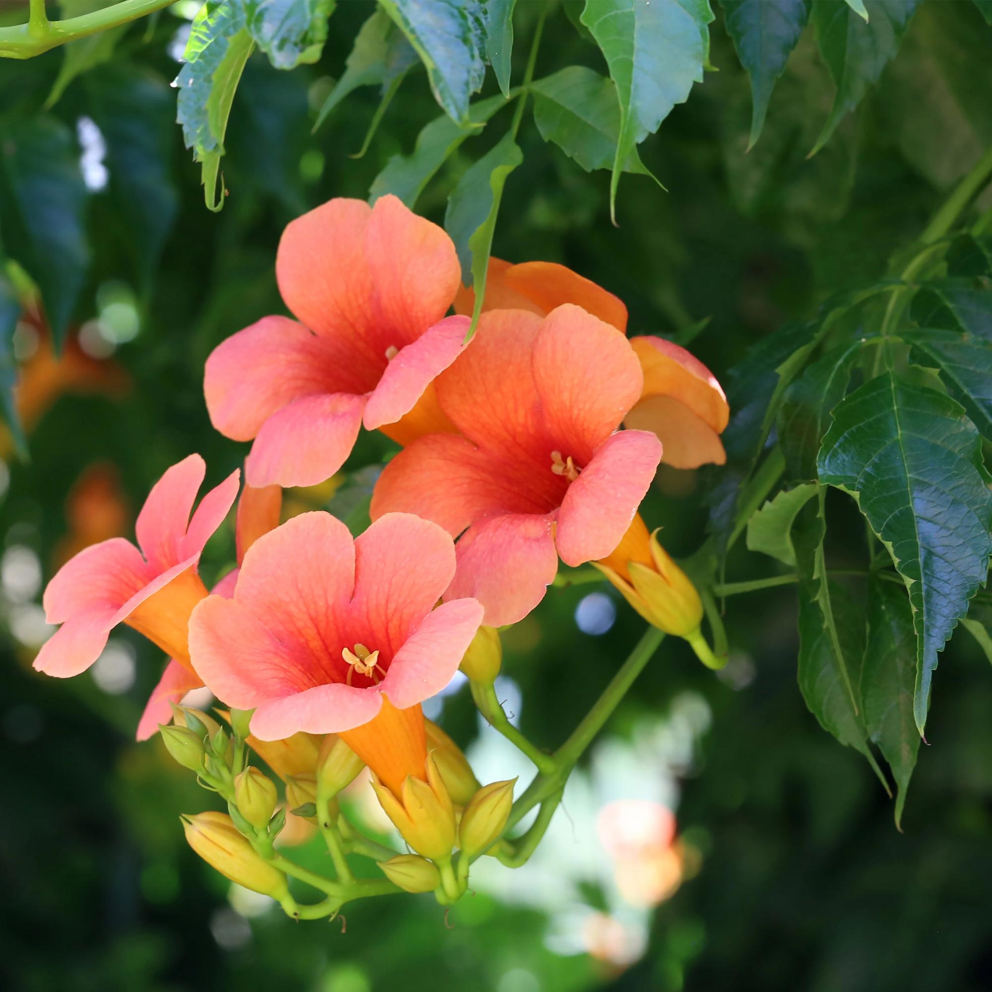Trompetblume - Campsis radicans Madame Galen - Blüte Orange - Wenig Pflege - 2 Pflanzen - Topf 11cm Höhe 40cm