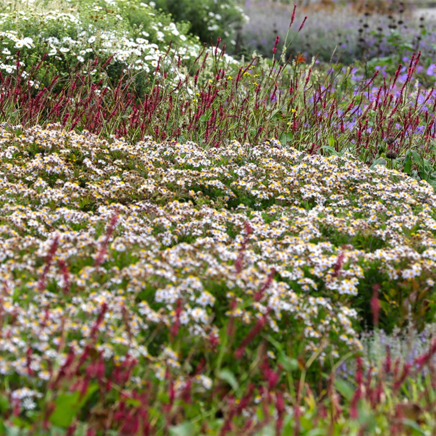 Stauden paket - Schatten - 8 Stauden - Für 1 m2 - Verschiedene Farben - Wenig Pflege - Topf 11cm