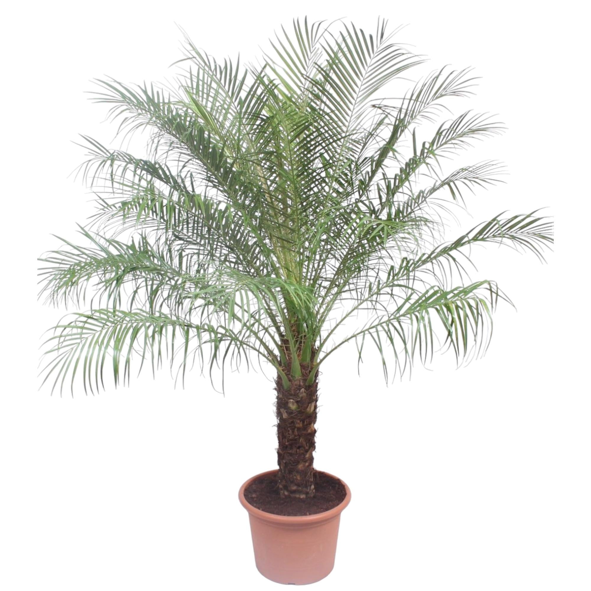 Zwerg-Dattelpalme – Phoenix roebelenii – Elegante Zimmer- & Kübelpflanze – Immergrün