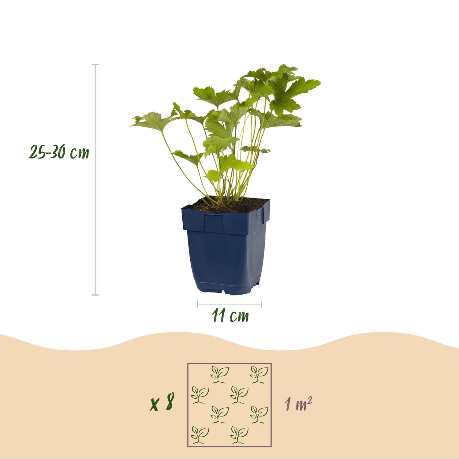 Stauden paket - Schatten - 8 Stauden - Für 1 m2 - Verschiedene Farben - Wenig Pflege - Topf 11cm