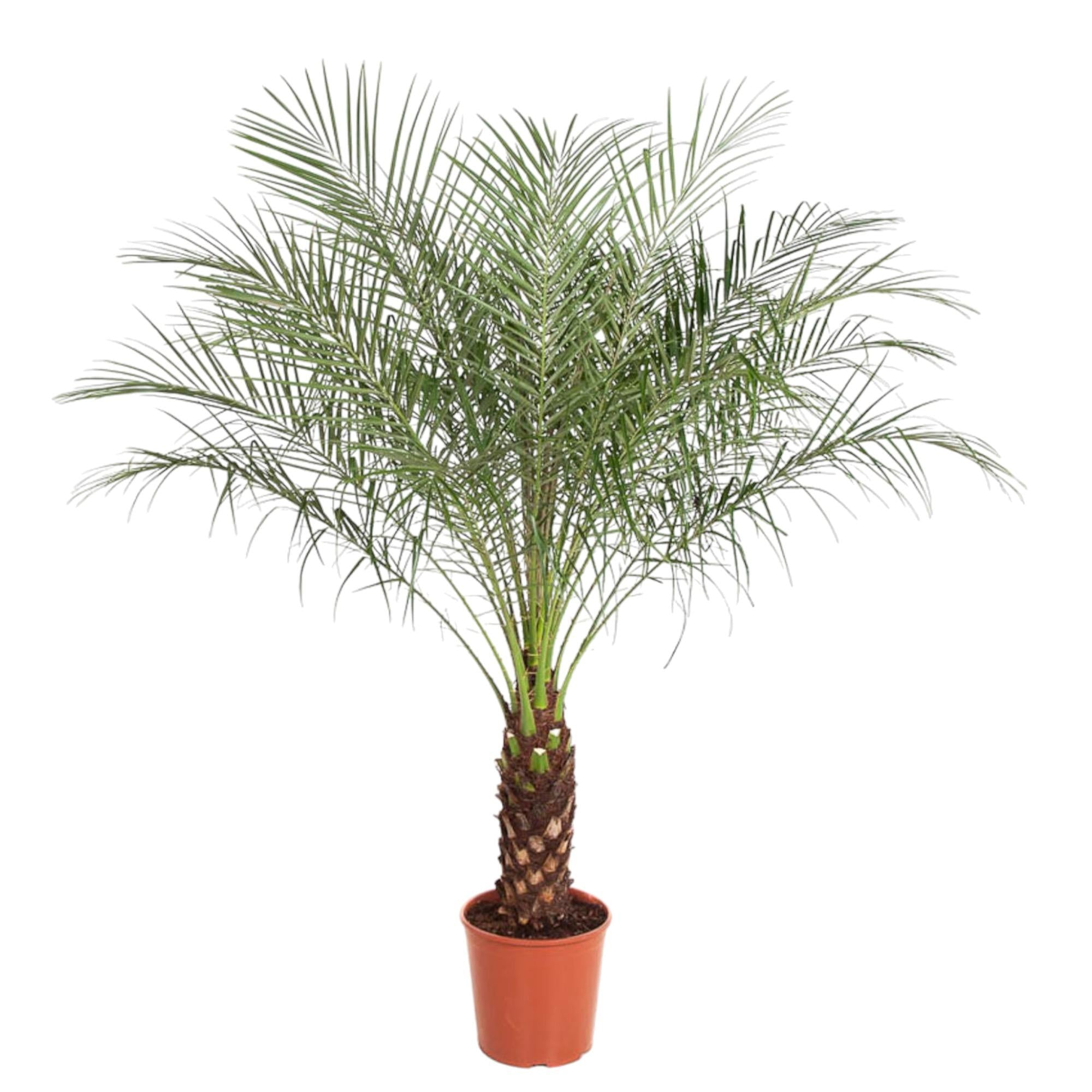Zwerg-Dattelpalme – Phoenix roebelenii – Elegante Zimmer- & Kübelpflanze – Immergrün