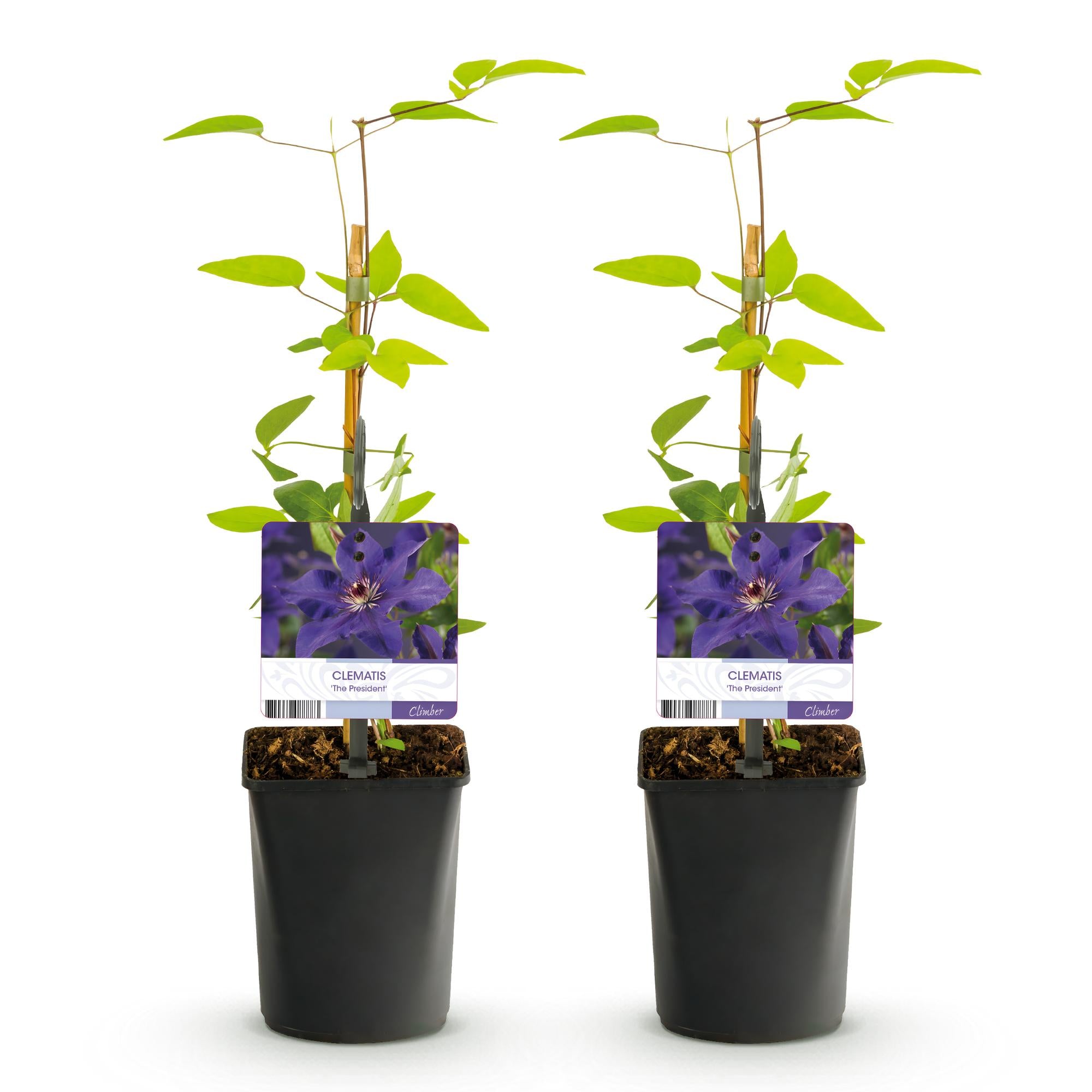 Kletterpflanze - Clematis The President - Blüte Rosa - Wenig Pflege - 2 Pflanzen - Topf 11cm Höhe 40cm