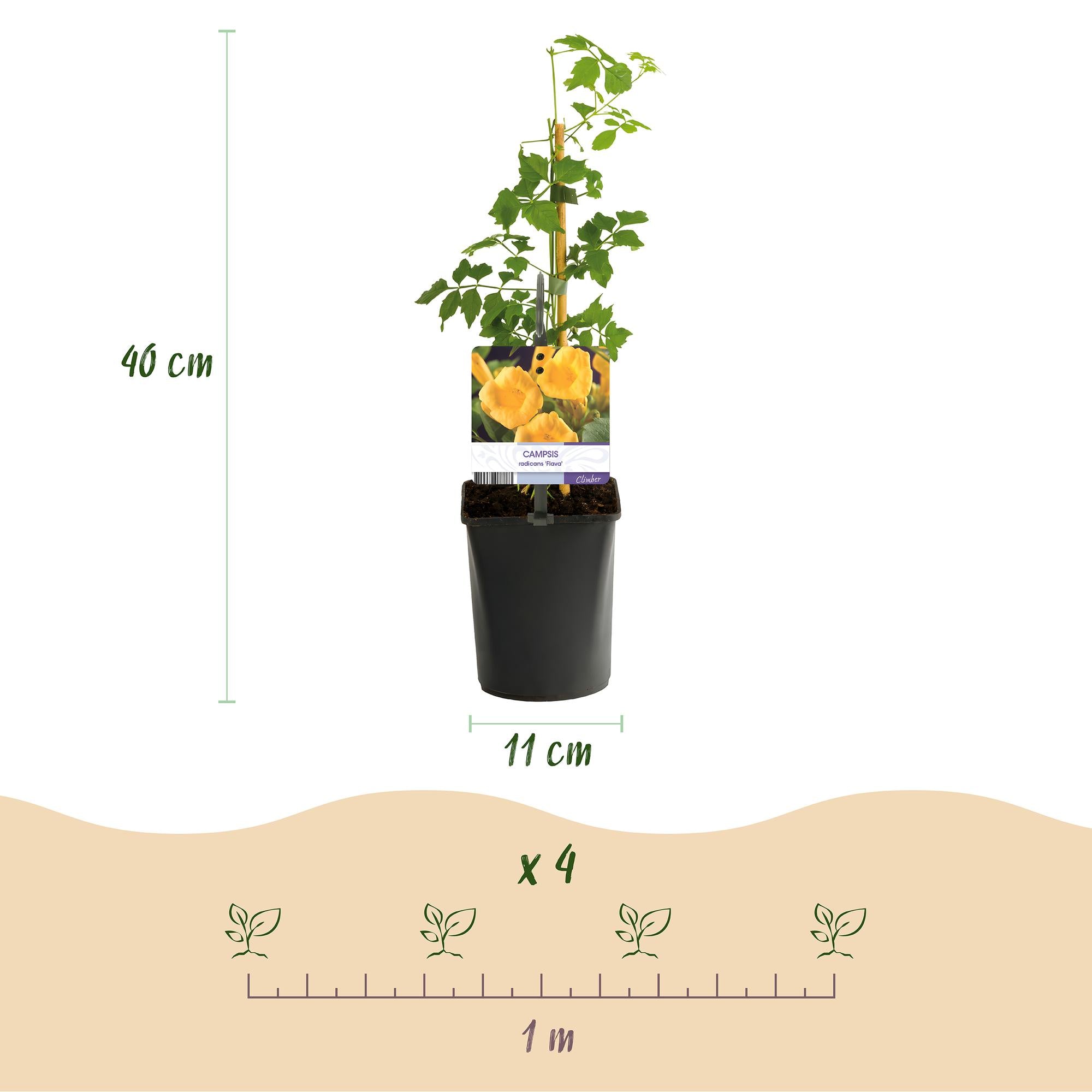 Trompetenblume - Campsis radicans Flava - Blüte Gelb - Wenig Pflege - 2 Pflanzen - Topf 11cm Höhe 40cm