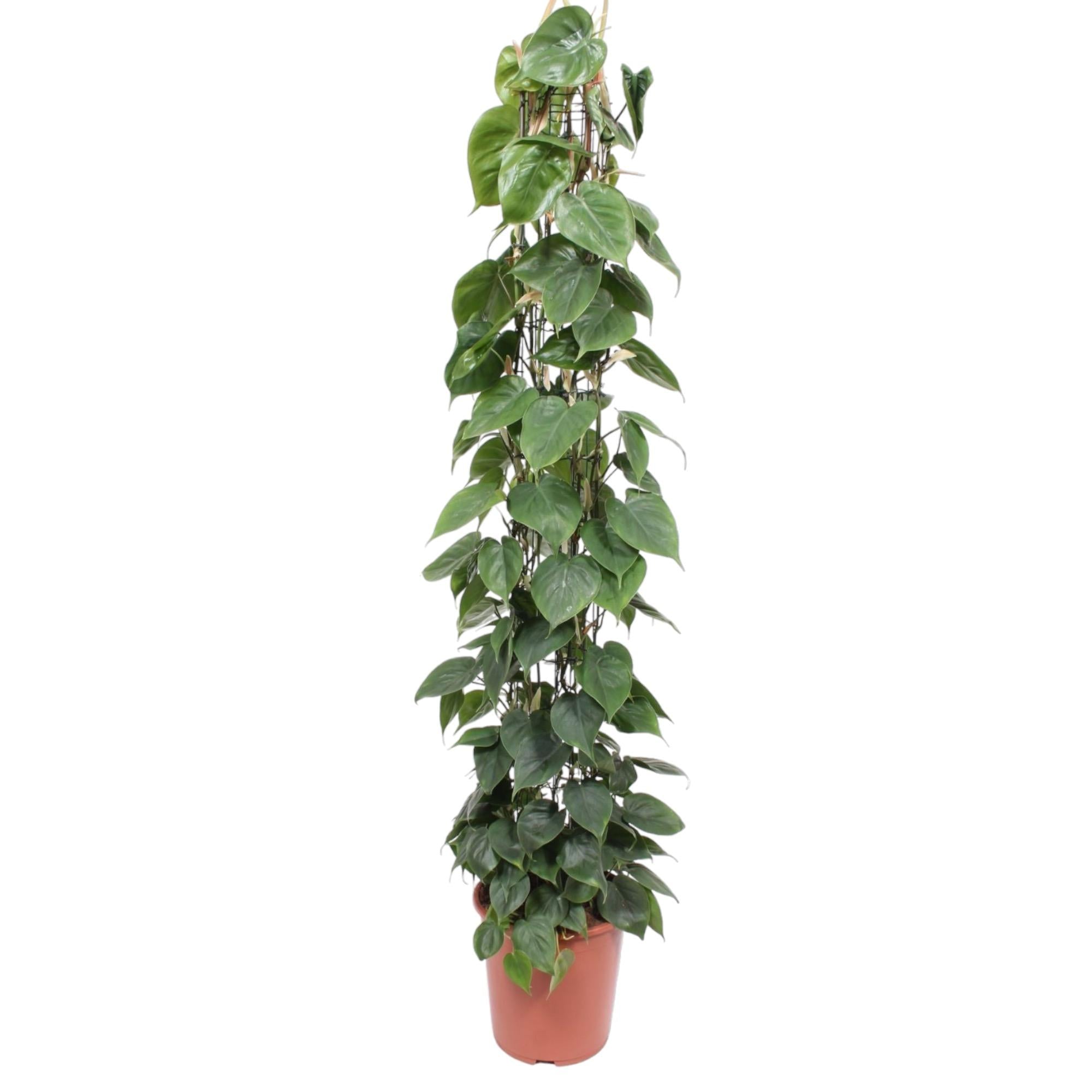 Philodendron scandens | Herzblatt-Philodendron – Pflegeleichte Kletter- & Hängepflanze