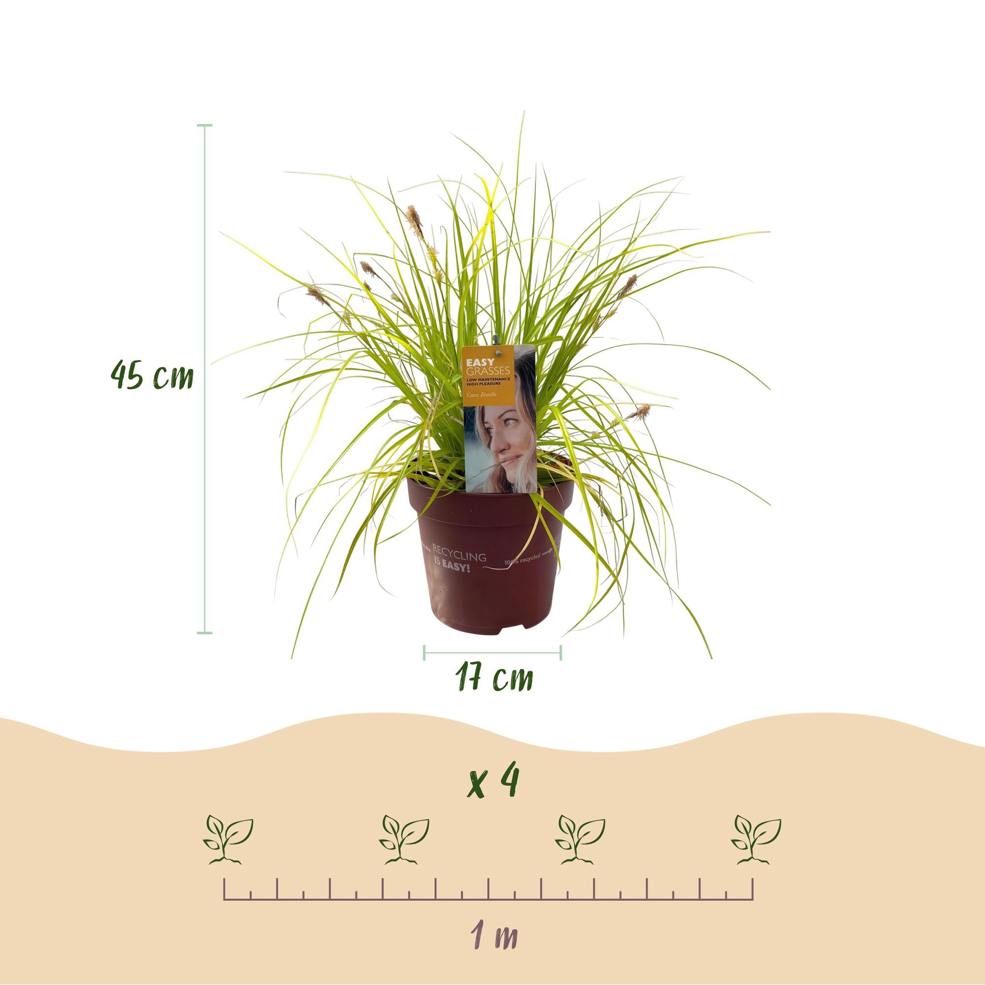 Japan-Goldsegge Everillo - Gelb - 4 Pflanzen - Immergrün - Wenig Pflege - Topf 17cm Höhe 50cm