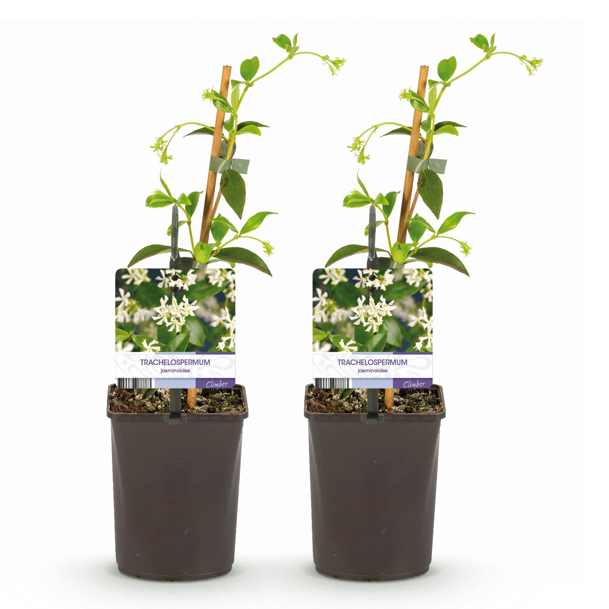 Toskanischer Jasmin - Trachelospermum jasminoides - Blüte Weiß - Immergrün - 2 Pflanzen - Topf 11cm Höhe 40cm