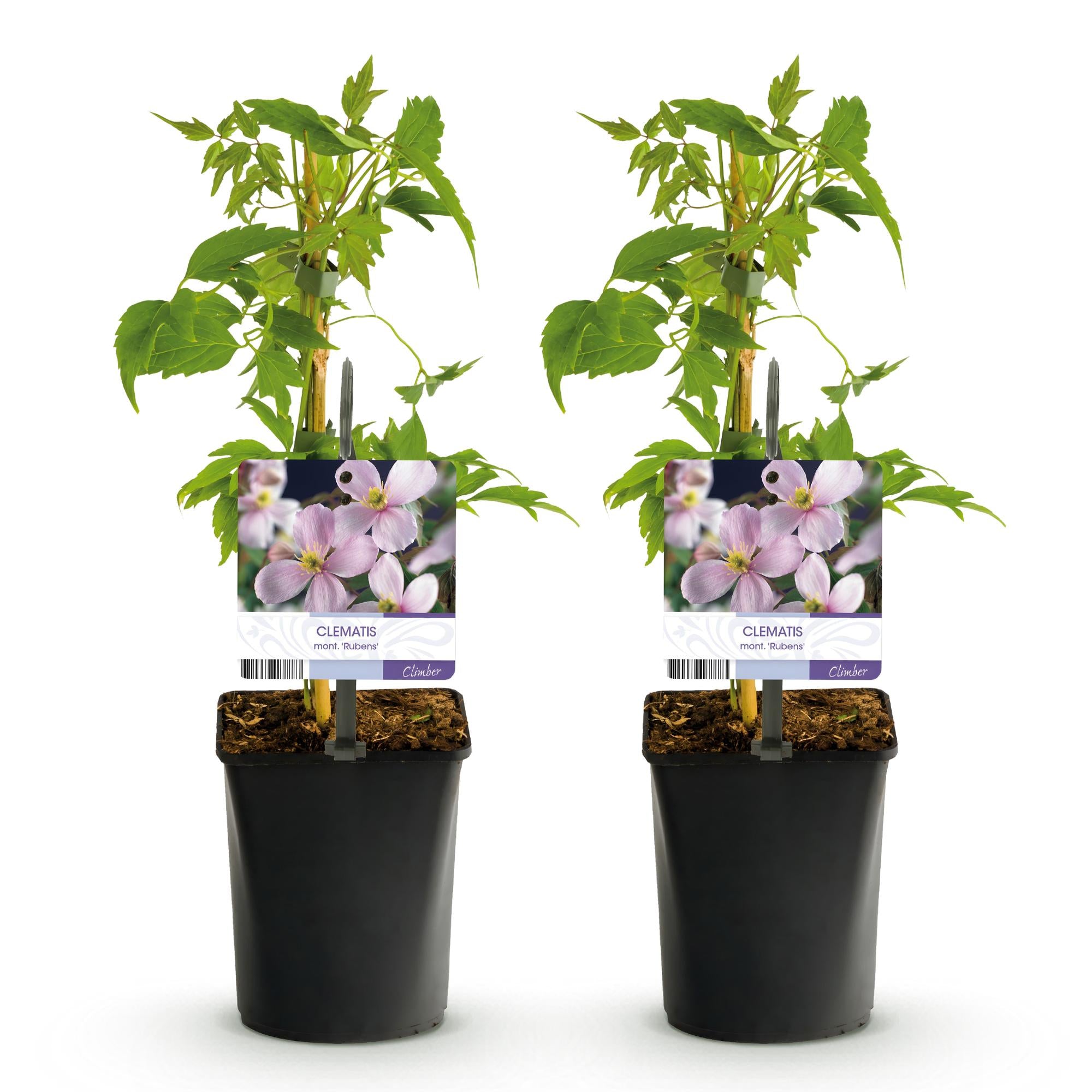 Kletterpflanze - Clematis montana Rubens - Blüte Rosa - Frühblühend - Wenig Pflege - 2 Pflanzen - Topf 11cm Höhe 40cm