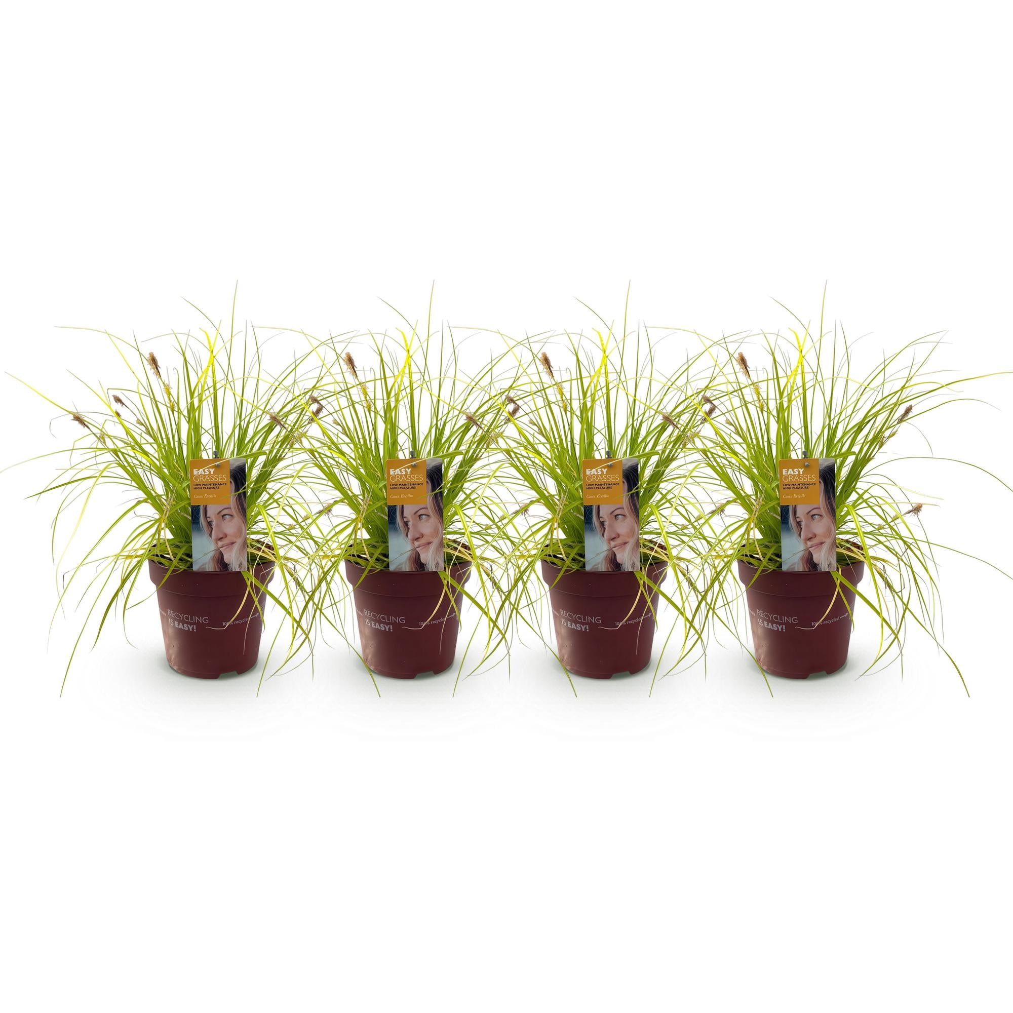 Japan-Goldsegge Everillo - Gelb - 4 Pflanzen - Immergrün - Wenig Pflege - Topf 17cm Höhe 50cm
