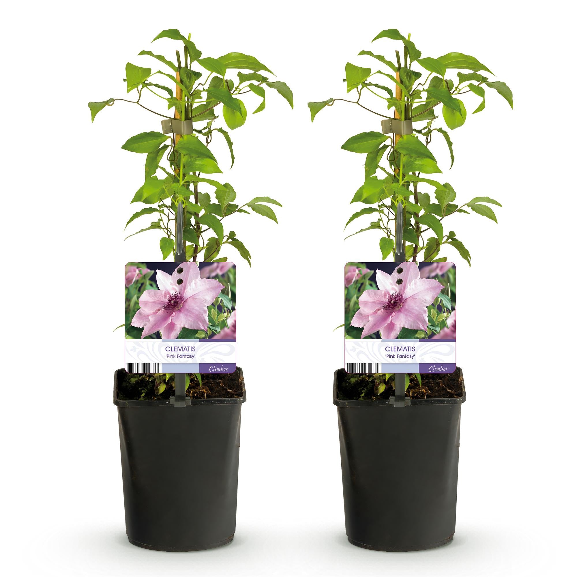 Kletterpflanze - Clematis Pink Fantasy - Blüte Rosa - Wenig Pflege - 2 Pflanzen - Topf 11cm Höhe 40cm