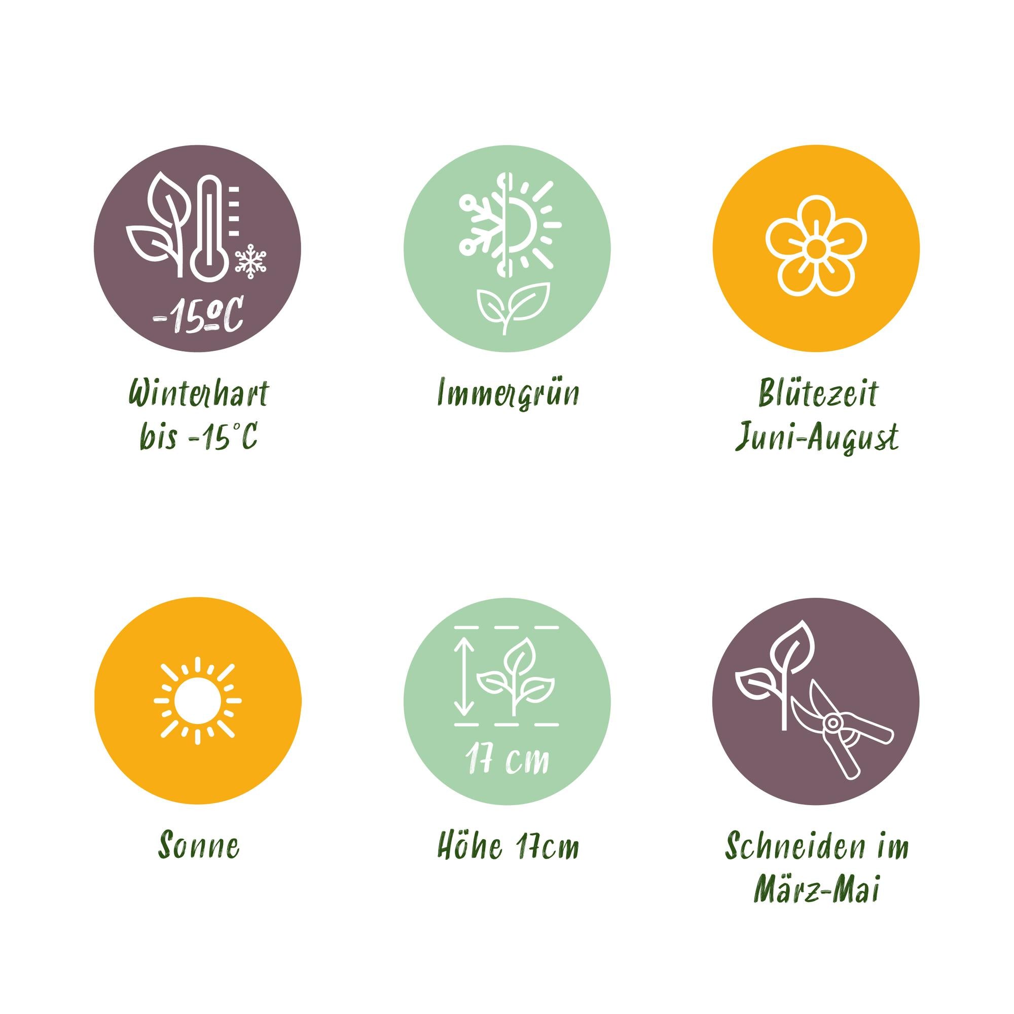 Bodendecker Alpine Mix | 8 winterharte Pflanzen – Verschiedene Farben – Pflegeleicht