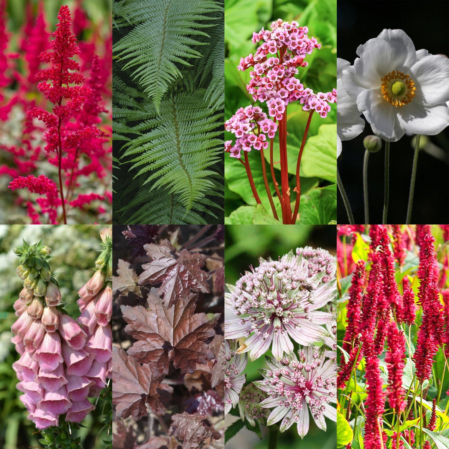 Stauden paket - Schatten - 8 Stauden - Für 1 m2 - Verschiedene Farben - Wenig Pflege - Topf 11cm