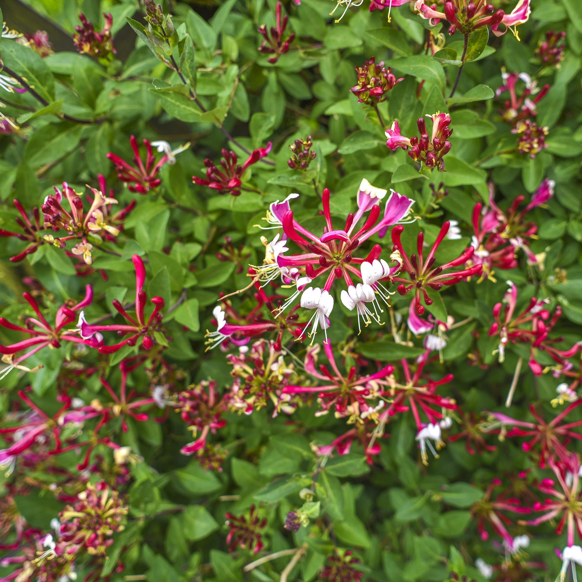 Geißblatt - Lonicera Serotina - Blüte Rosa mit Weiß - Wenig Pflege - 2 Pflanzen - Topf 11cm Höhe 40cm