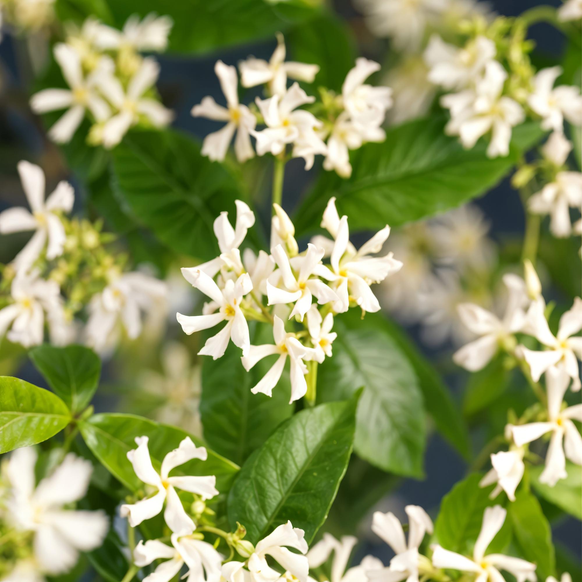 Toskanischer Jasmin - Trachelospermum jasminoides - Blüte Weiß - Immergrün - 2 Pflanzen - Topf 11cm Höhe 40cm