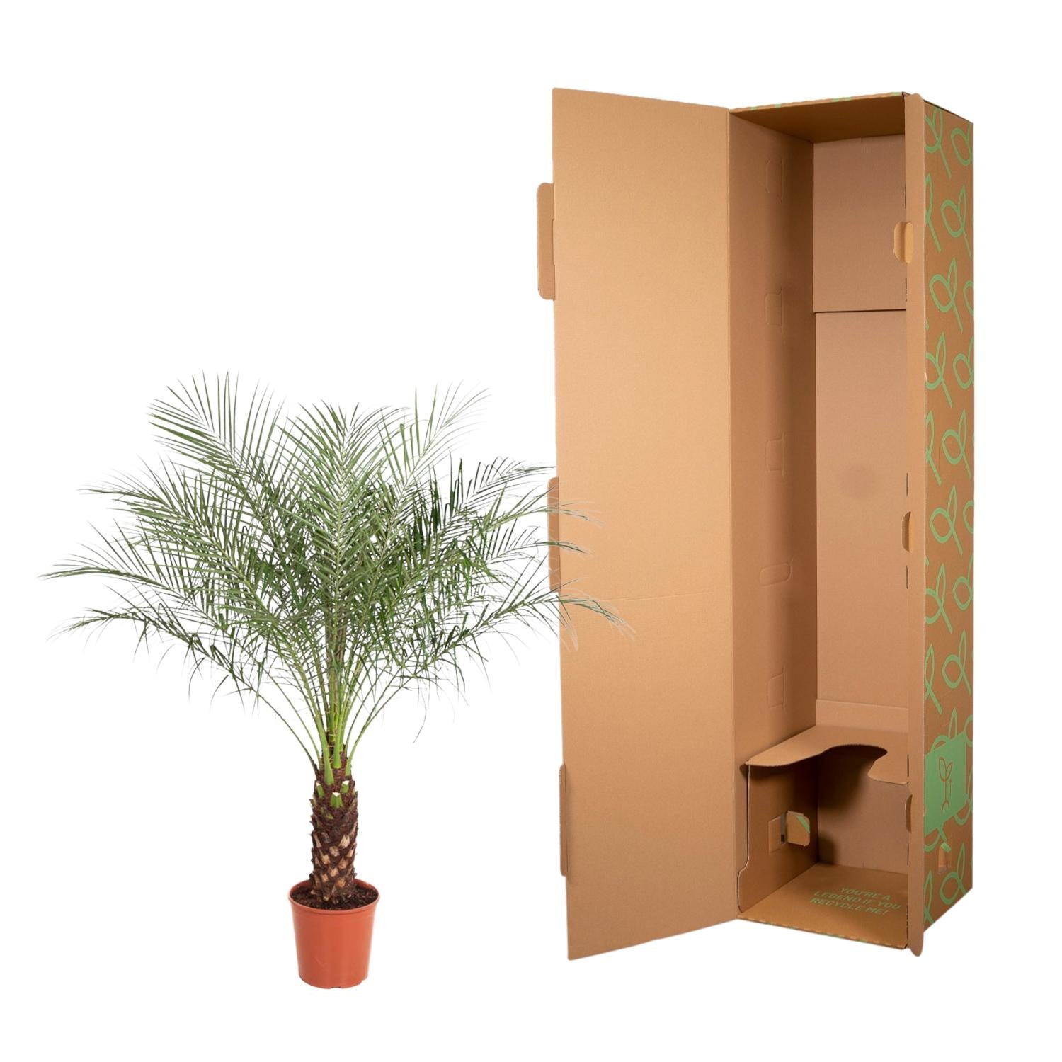 Zwerg-Dattelpalme – Phoenix roebelenii – Elegante Zimmer- & Kübelpflanze – Immergrün