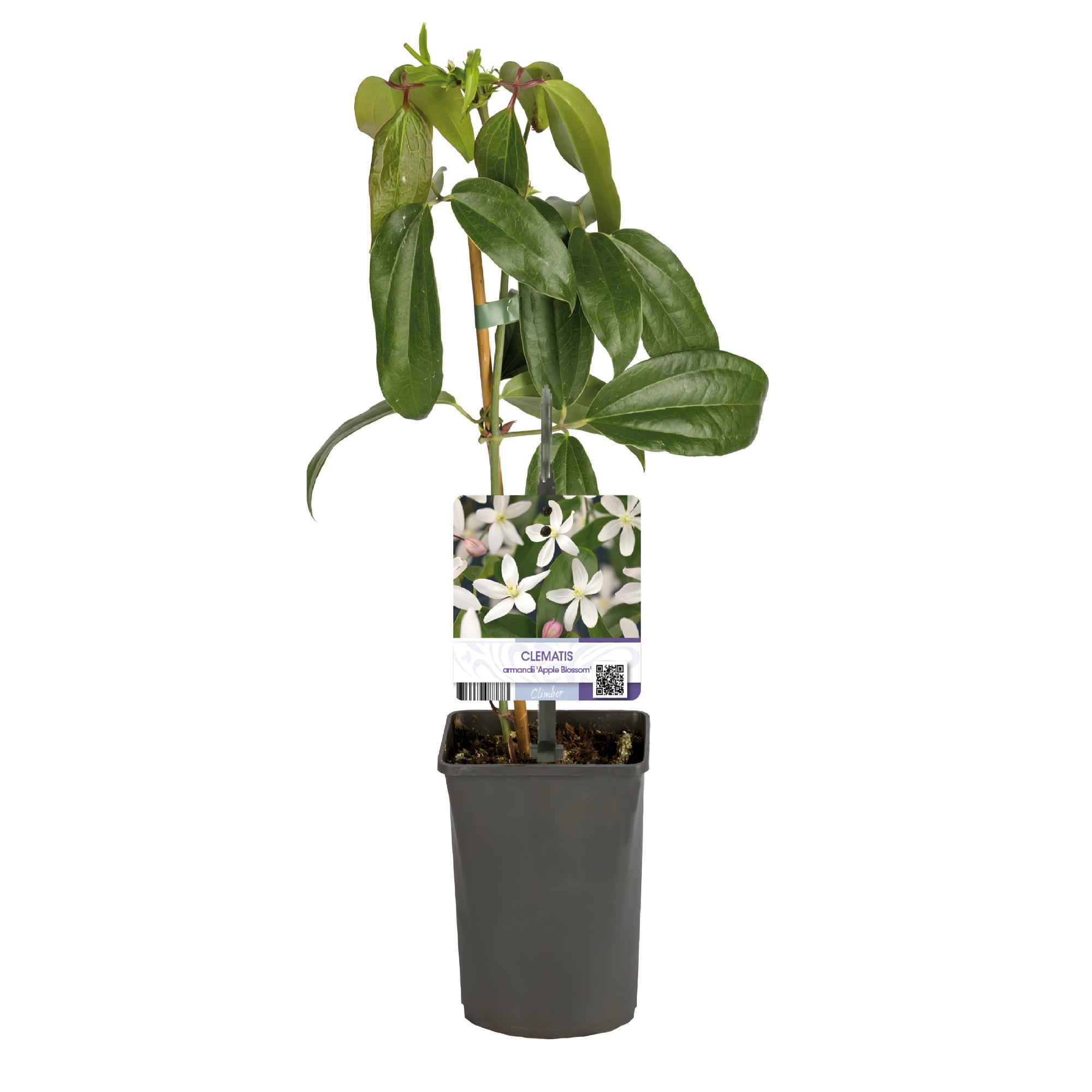 Kletterpflanze - Clematis armandii Apple Blossom - Blüte Rosa - Immergrün - Wenig Pflege - 1 Pflanze Topf 11cm Höhe 40cm