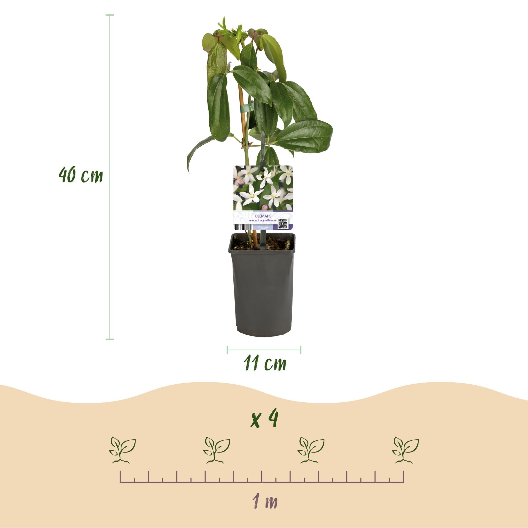 Kletterpflanze - Clematis armandii Apple Blossom - Blüte Rosa - Immergrün - Wenig Pflege - 1 Pflanze Topf 11cm Höhe 40cm