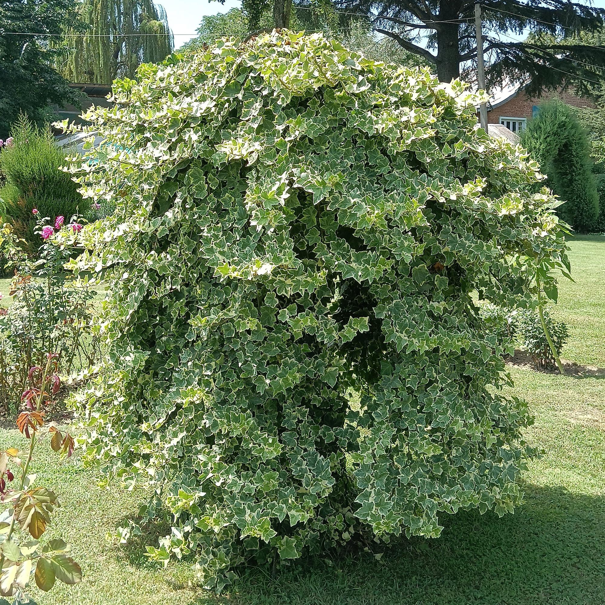 Kletterpflanze - Hedera helix Glacier - Blatt Bunt - Immergrün - 2 Pflanzen - Topf 11cm Höhe 40cm