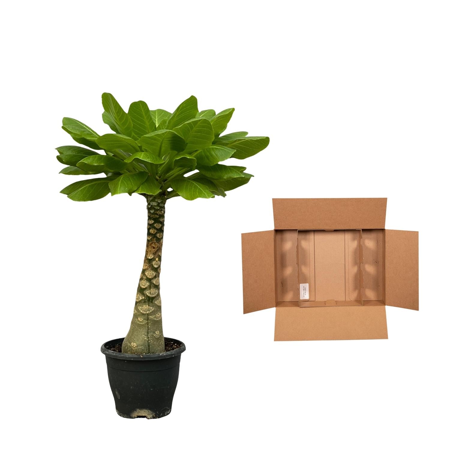 Hawaii-Palme Birghamia Insignis - 25 cm - Ø12cm