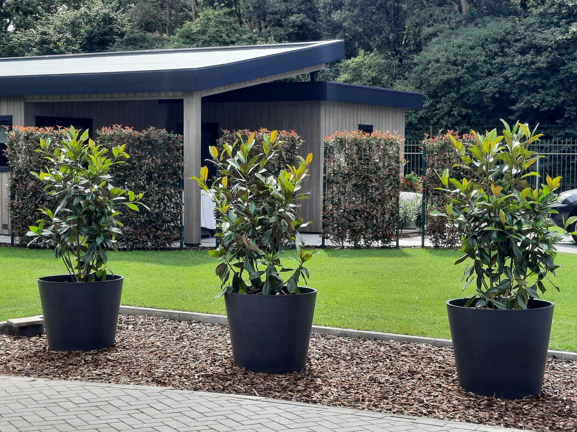 Photinia fraseri &
