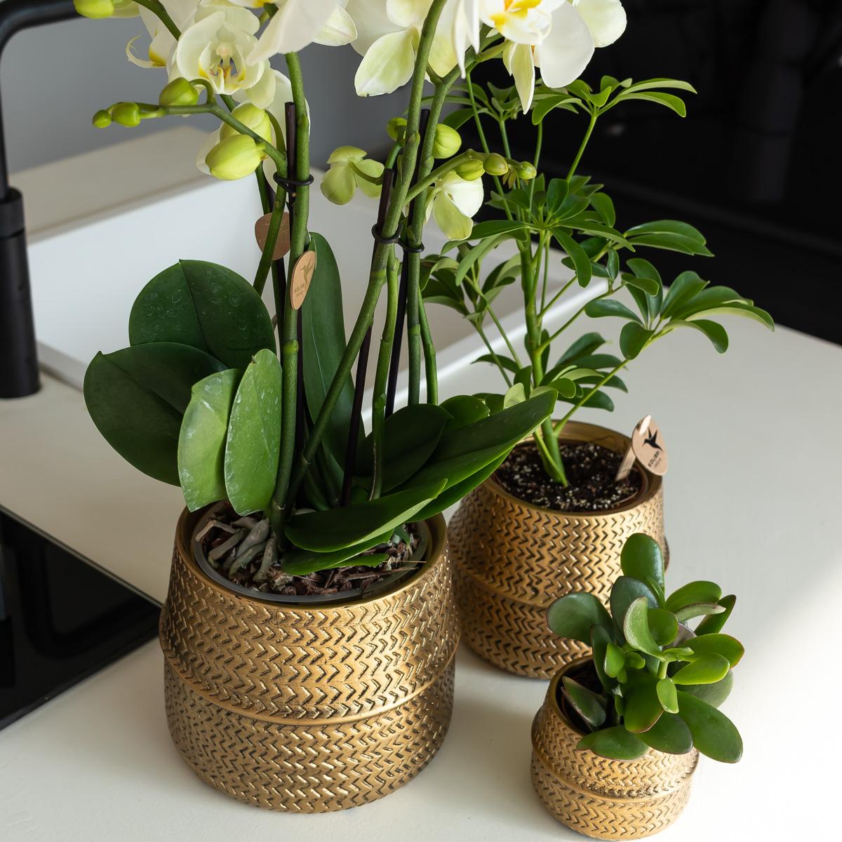Groove Blumentopf - Goldener Keramik-Topf - Topfgröße - Ø12cm