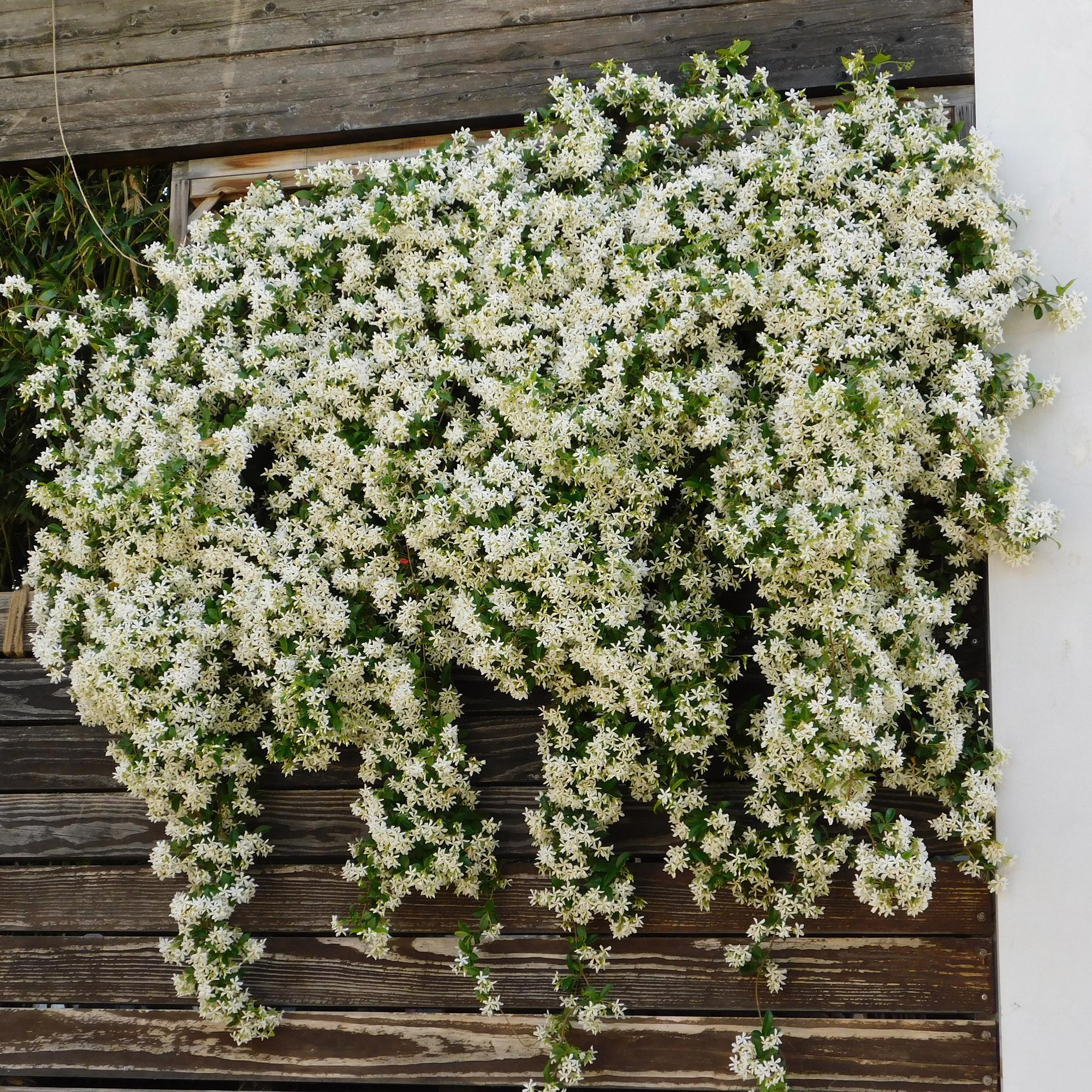 Toskanischer Jasmin - Trachelospermum jasminoides - Blüte Weiß - Immergrün - 2 Pflanzen - Topf 11cm Höhe 40cm