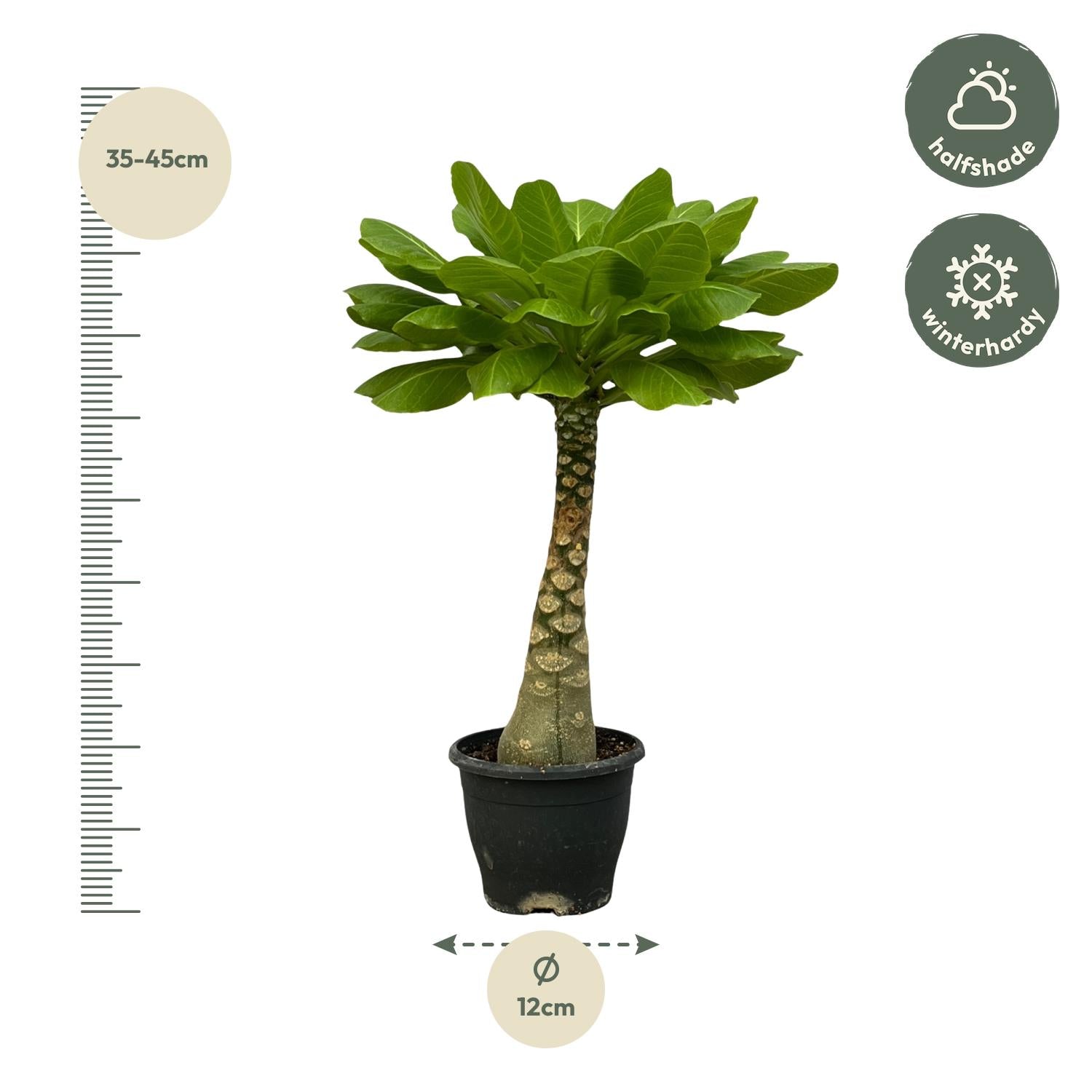 Hawaii-Palme Birghamia Insignis - 25 cm - Ø12cm
