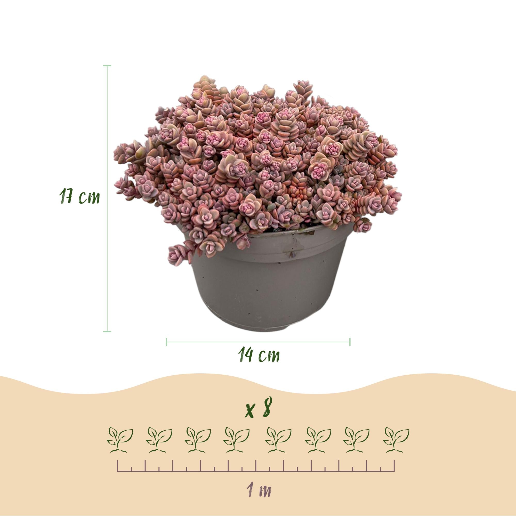 Bodendecker Alpine Mix | 8 winterharte Pflanzen – Verschiedene Farben – Pflegeleicht