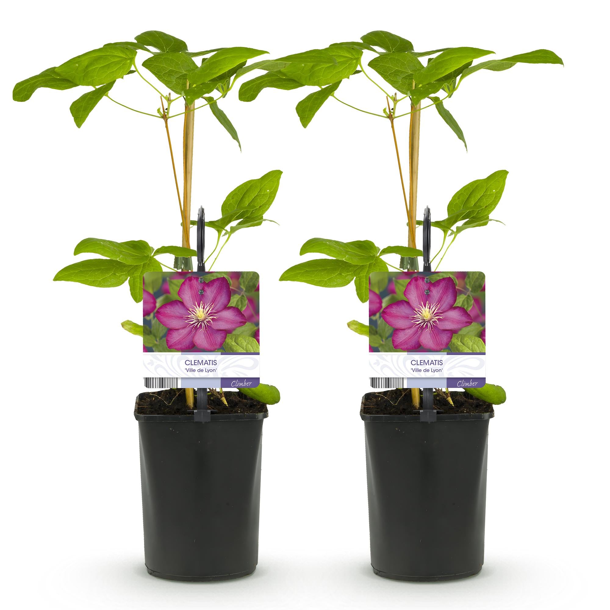 Kletterpflanze - Clematis Ville de Lyon - Blüte Rosa - Wenig Pflege - 2 Pflanzen - Topf 11cm Höhe 40cm