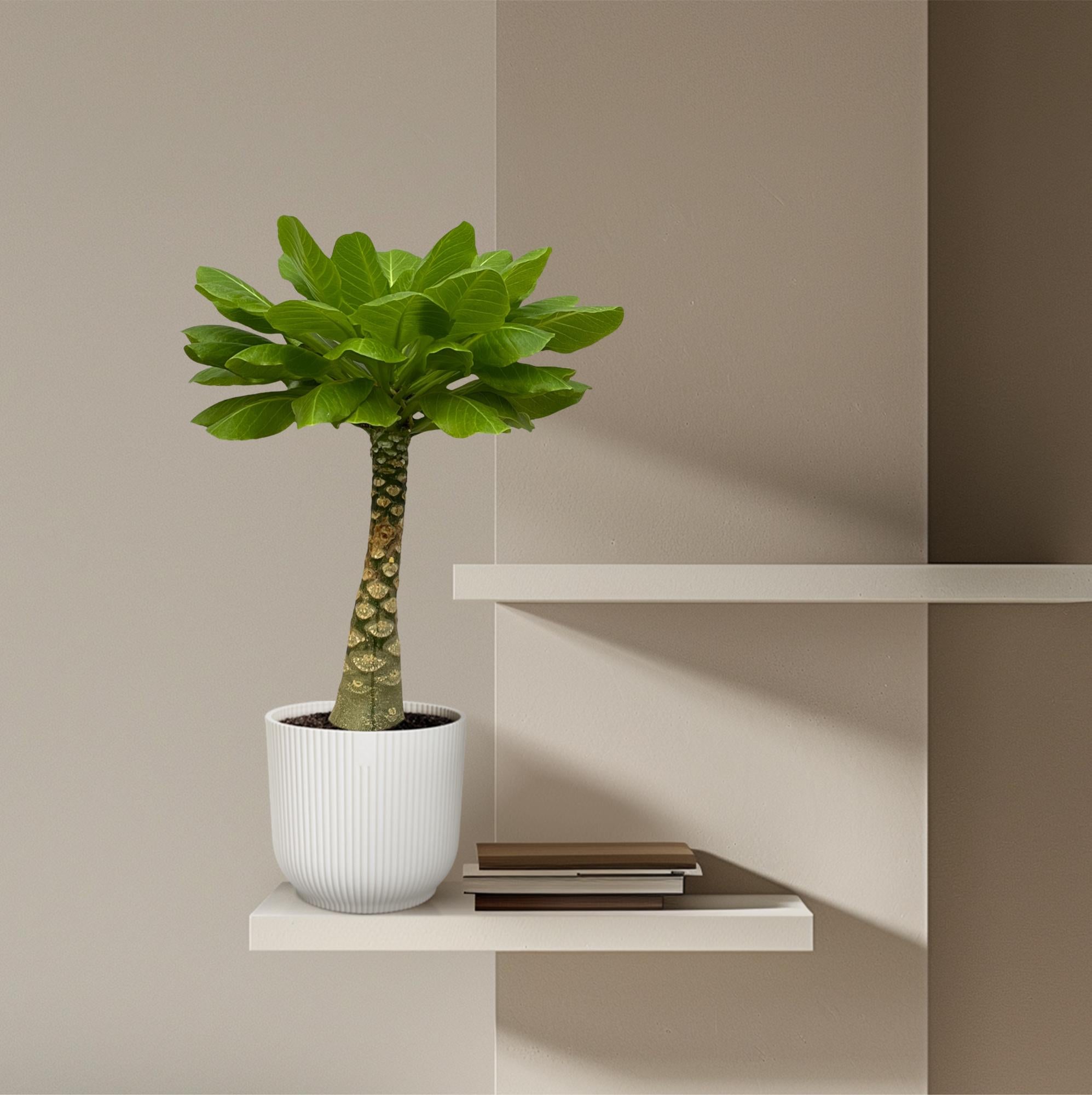 Hawaii-Palme Birghamia Insignis - 25 cm - Ø12cm