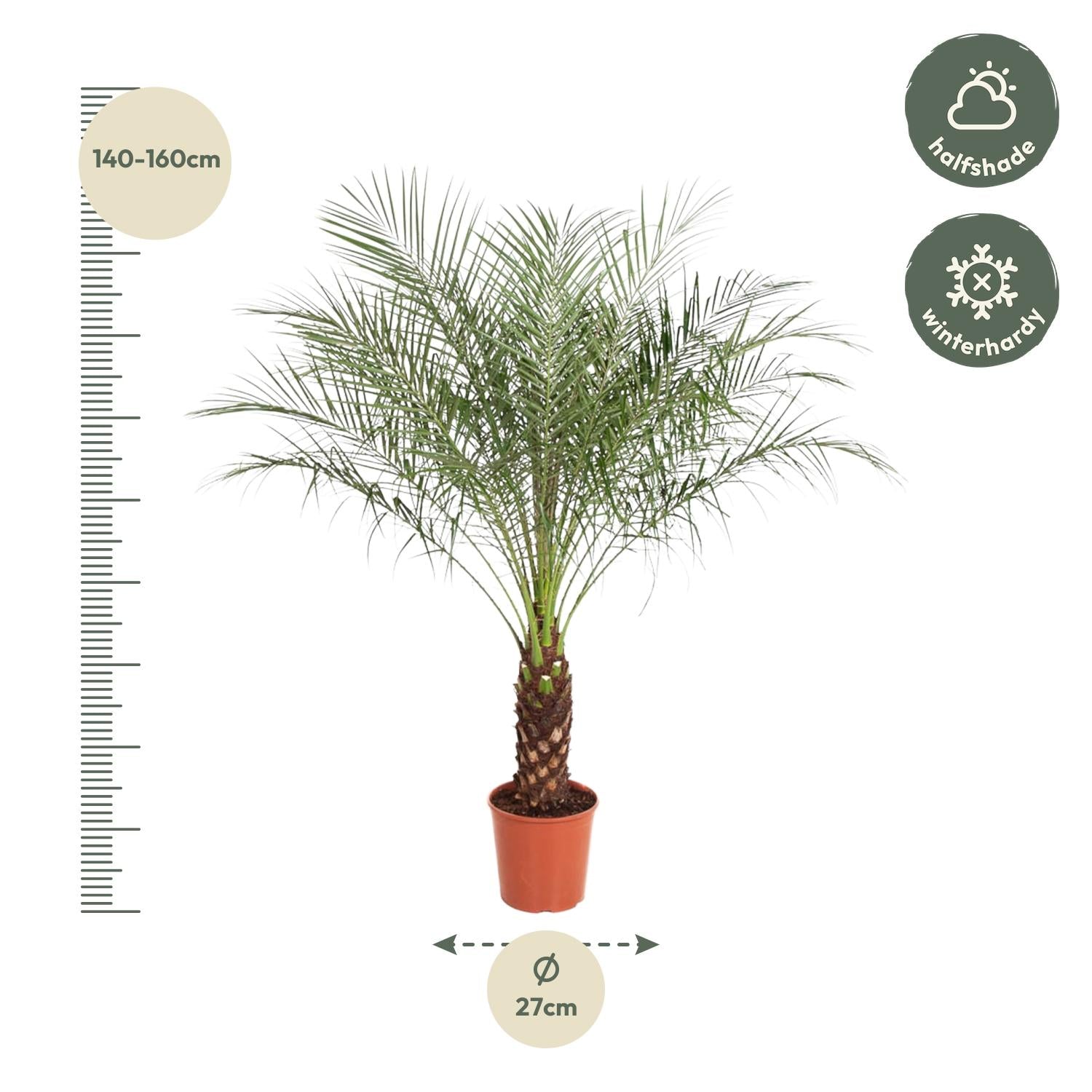 Zwerg-Dattelpalme – Phoenix roebelenii – Elegante Zimmer- & Kübelpflanze – Immergrün