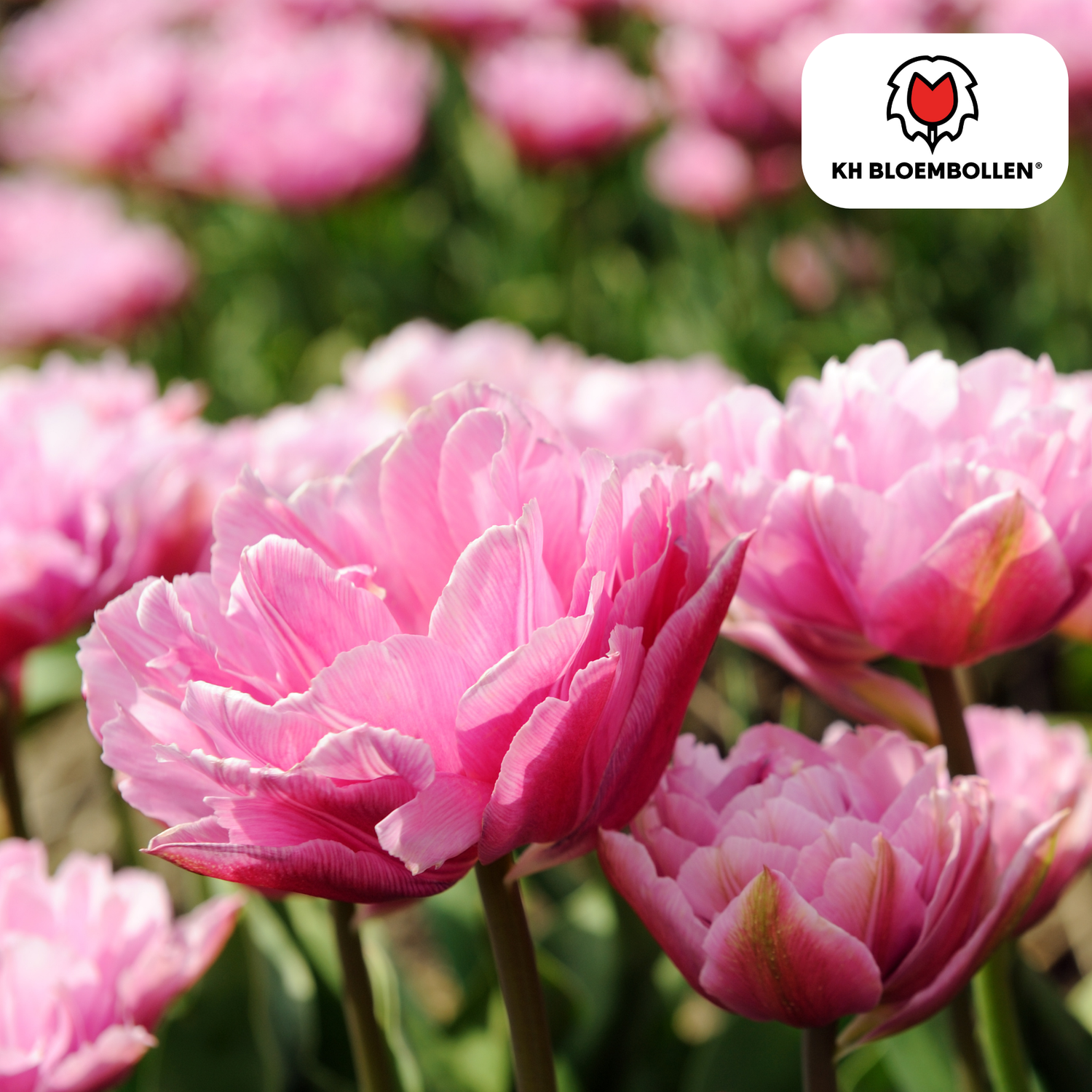 Blumenzwiebeln online kaufen