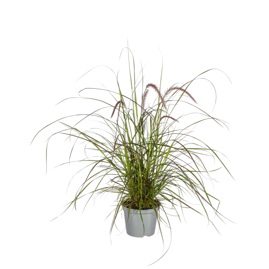 Gräser und Stauden online kaufen | Gartenpflanzen