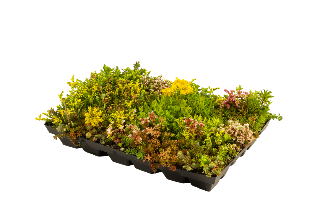 Plantile Dachbegrünung BioTop 16 Sedum-Sorten-Mix