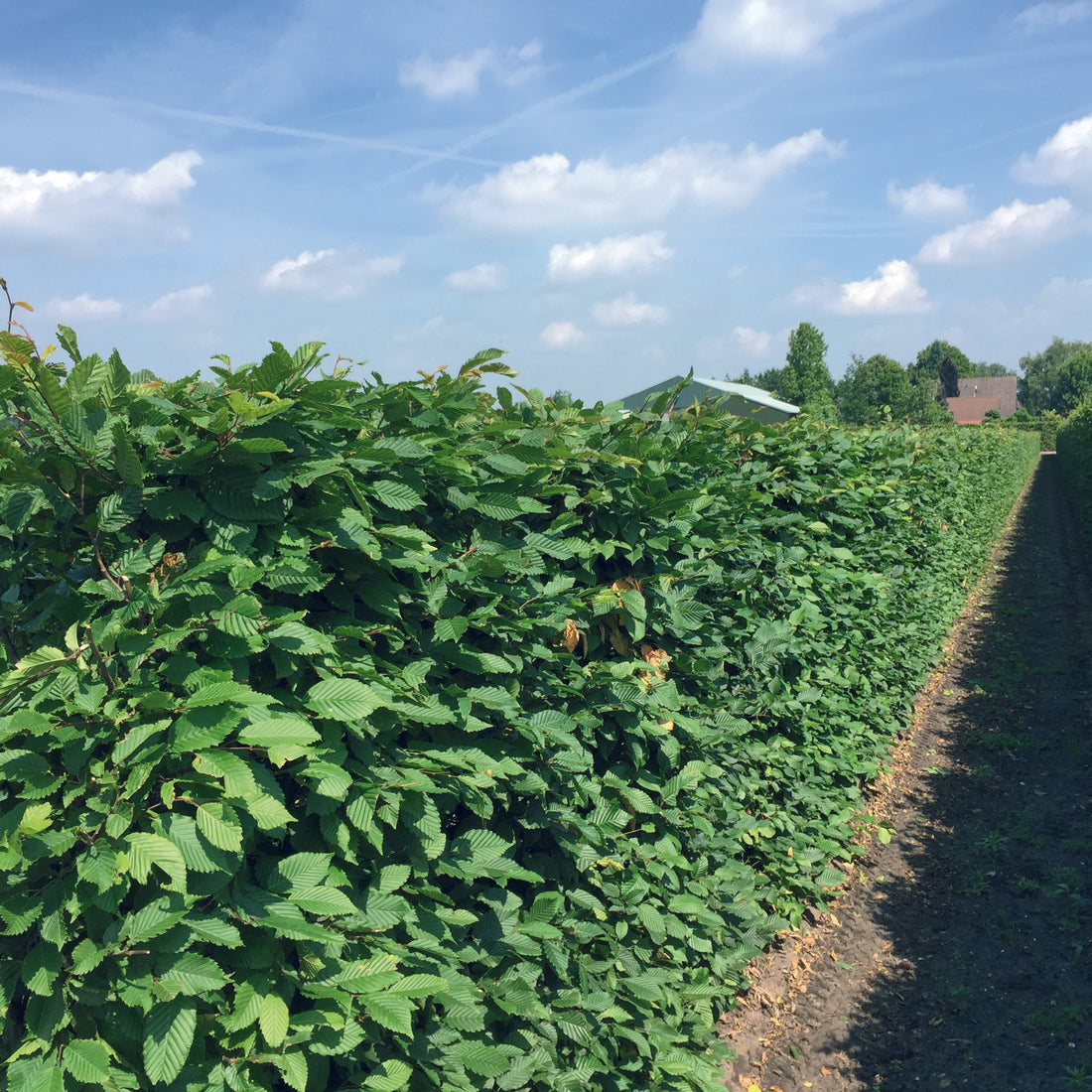 Carpinus betulus Fertighecke 120cm - 200cm