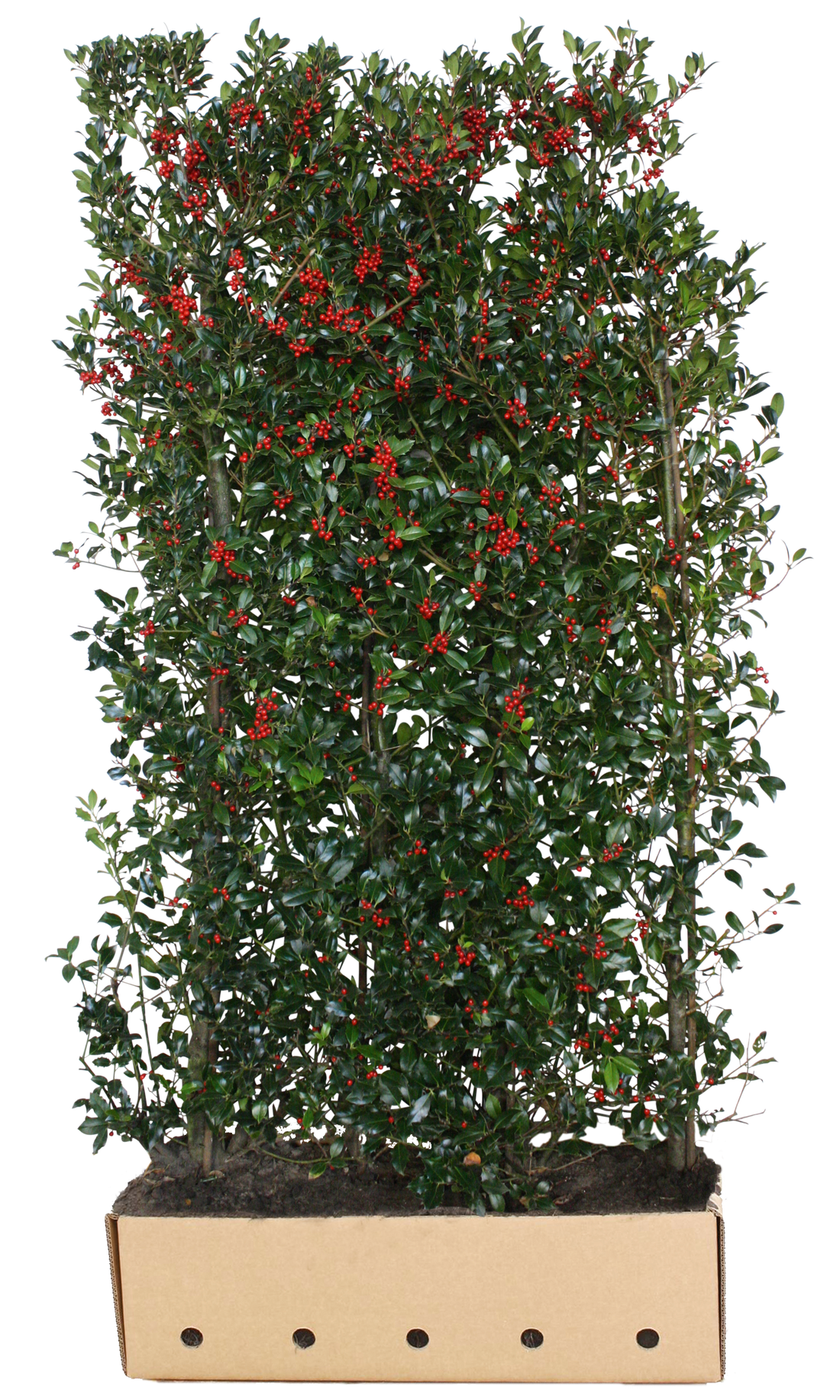 Ilex meserveae "Heckenfee" Fertighecke 200cm