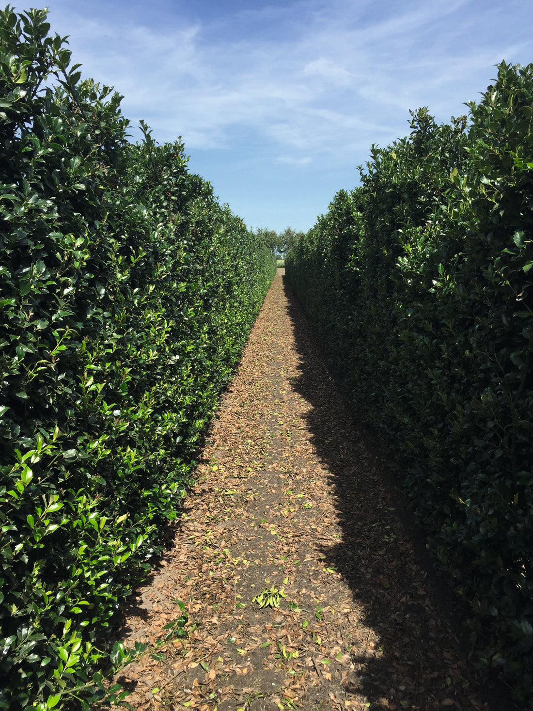 Ilex meserveae "Blue Maid" Fertighecke 200cm
