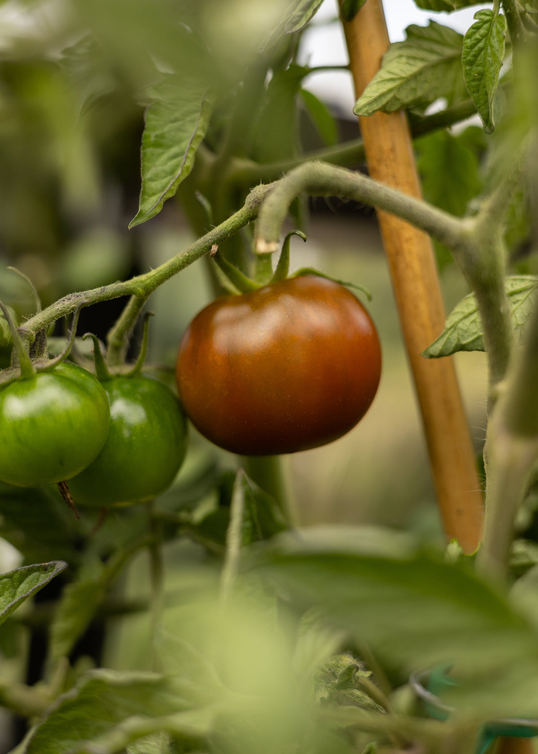 Kumato - Tomatensamen