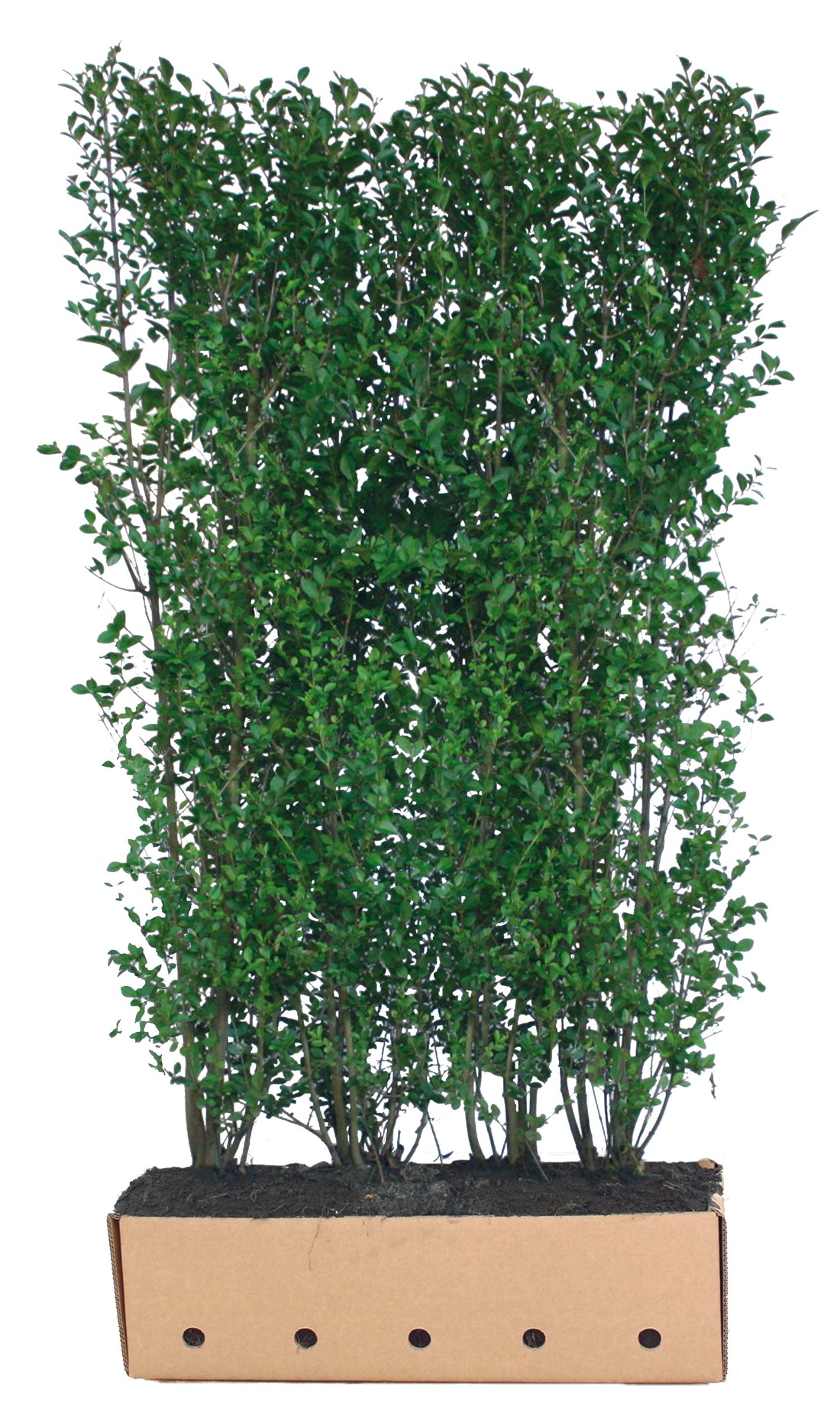 Ligustrum ovalifolium Fertighecke 200cm